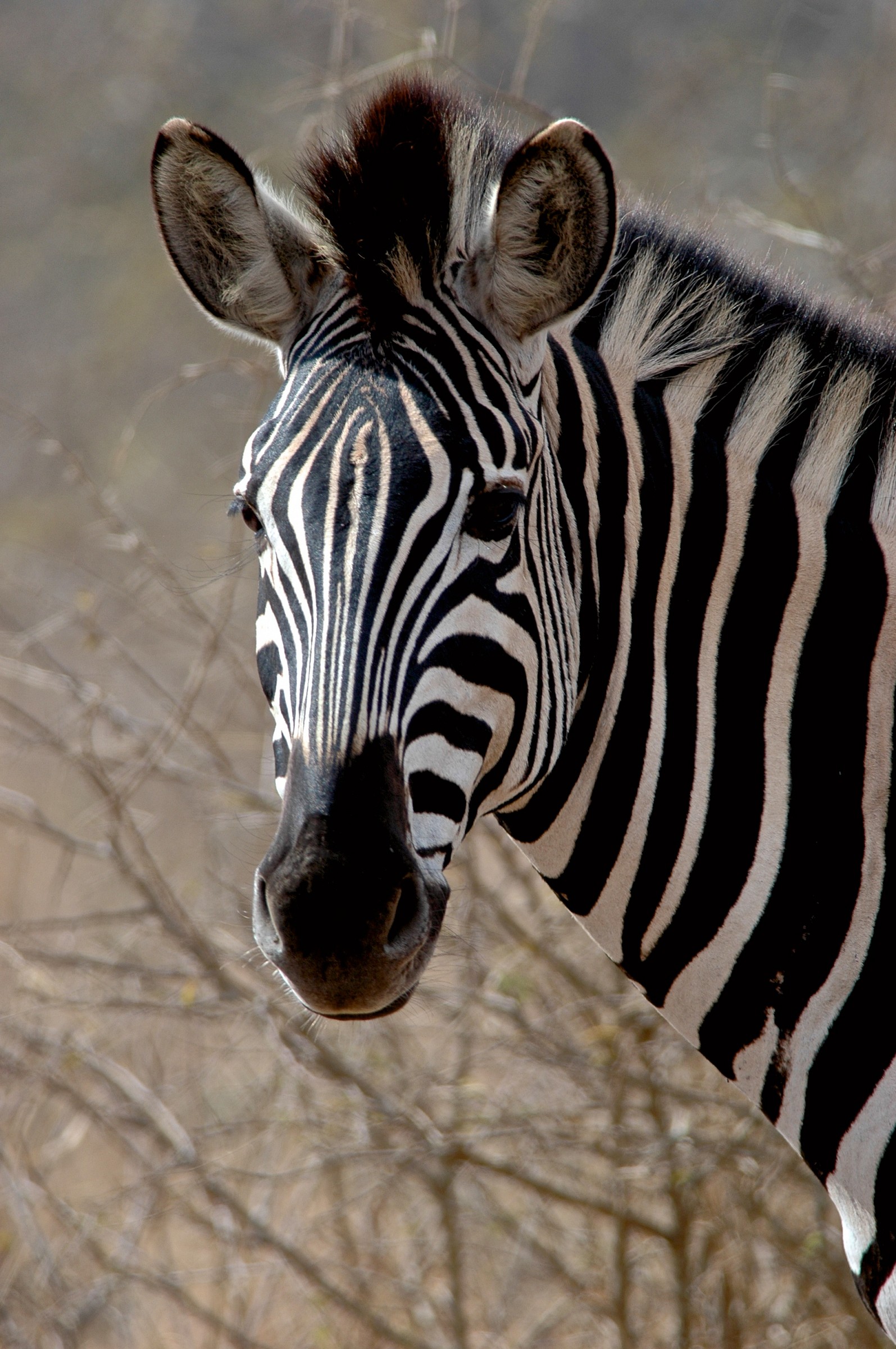 zebra