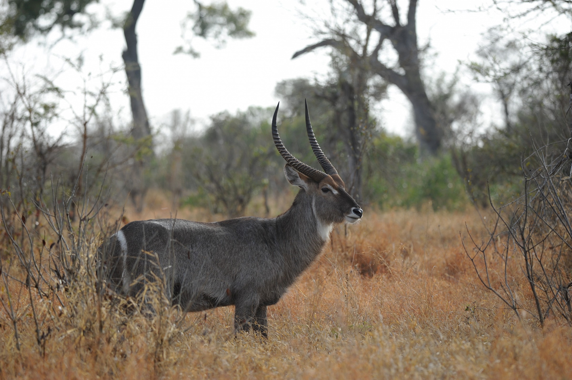 Antilope, Sudafrica