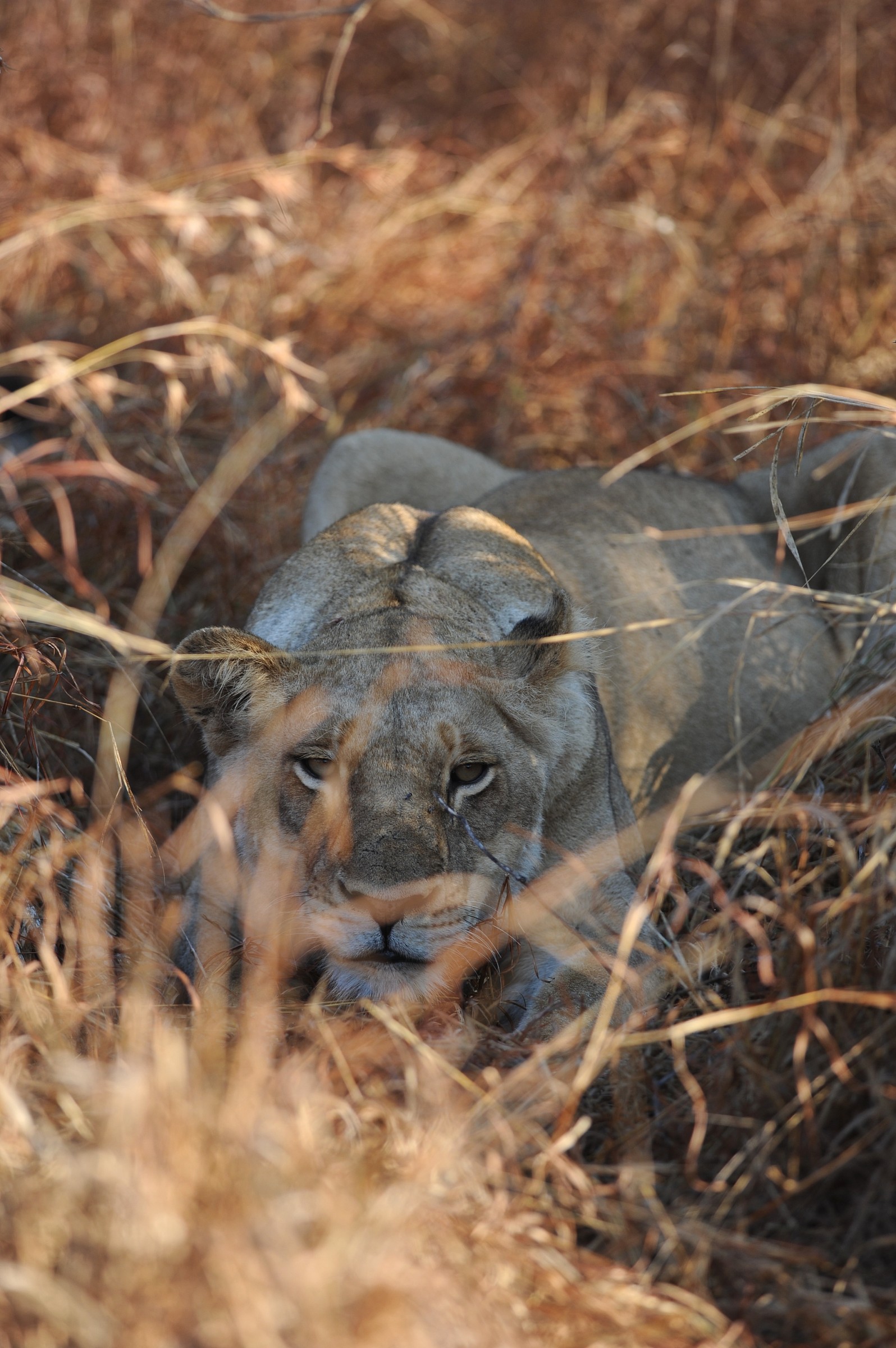 L'agguato della leonessa, Sudafrica