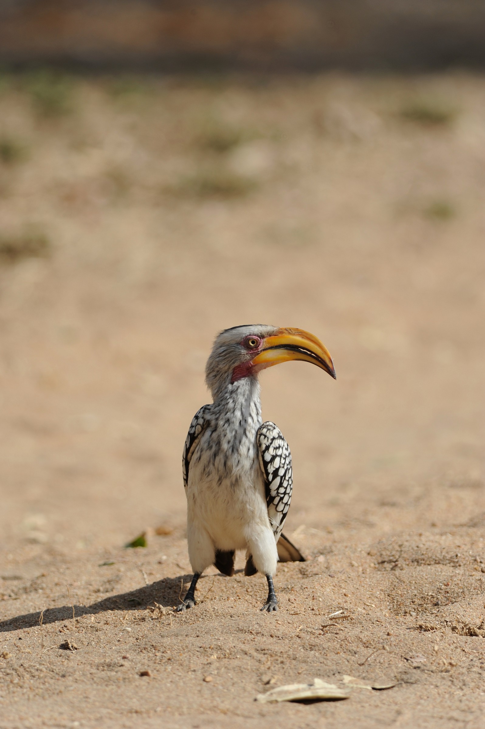 Bucero dal becco giallo, Sudafrica