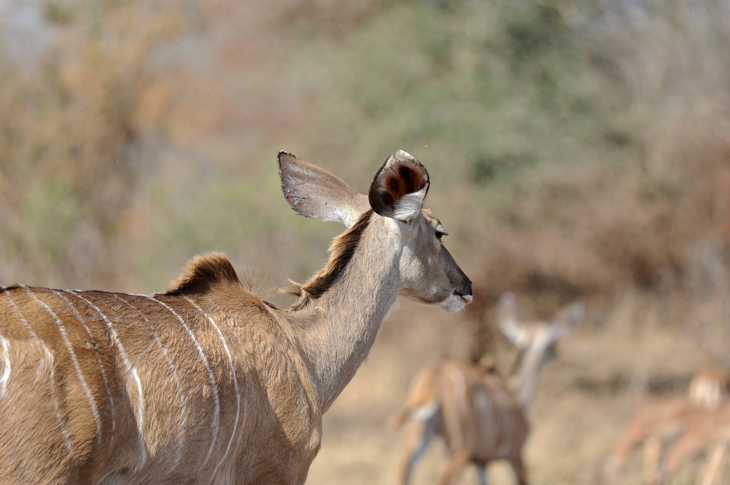 Kudu, Sudafrica