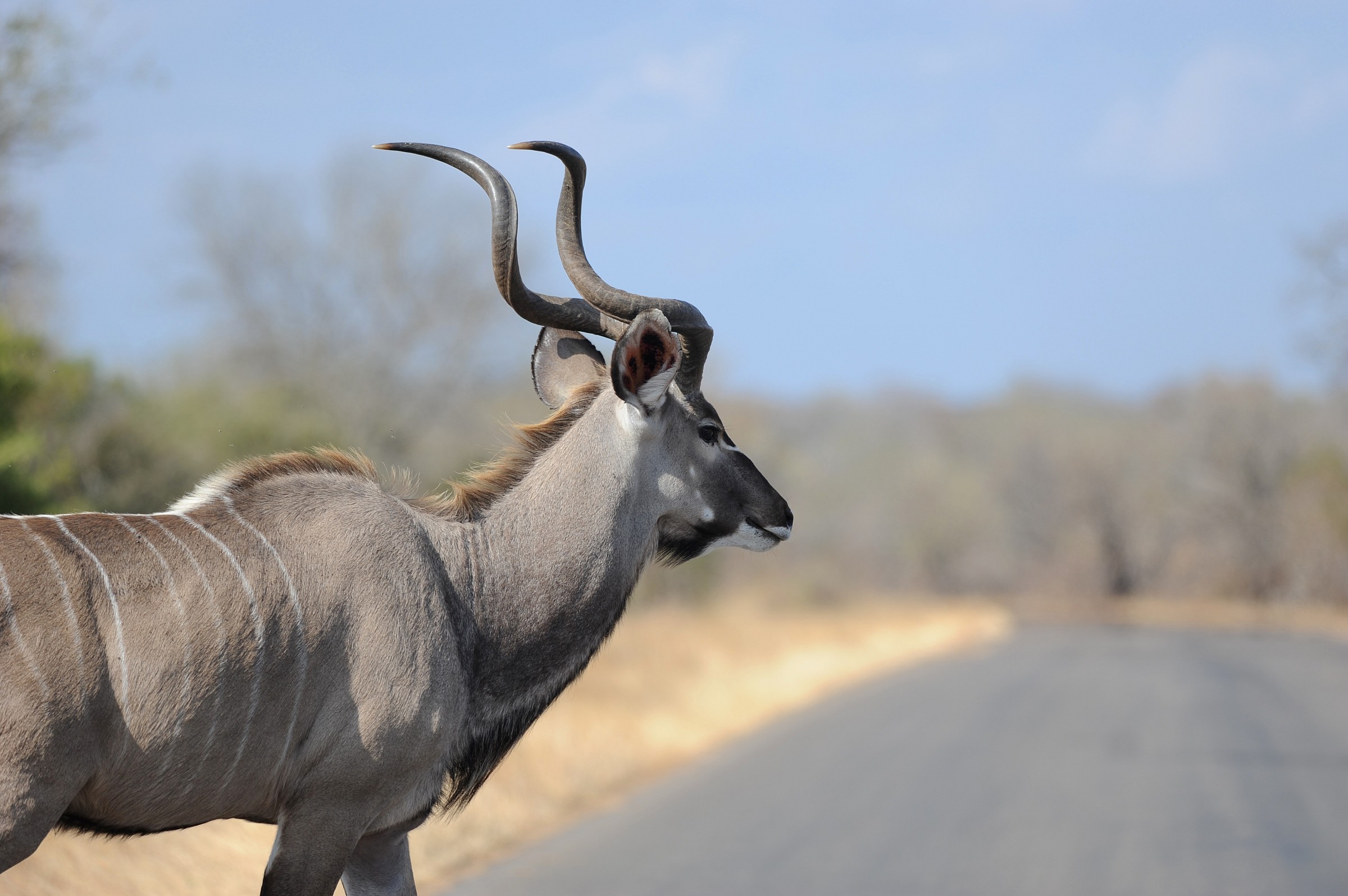 Kudu, Sudafrica