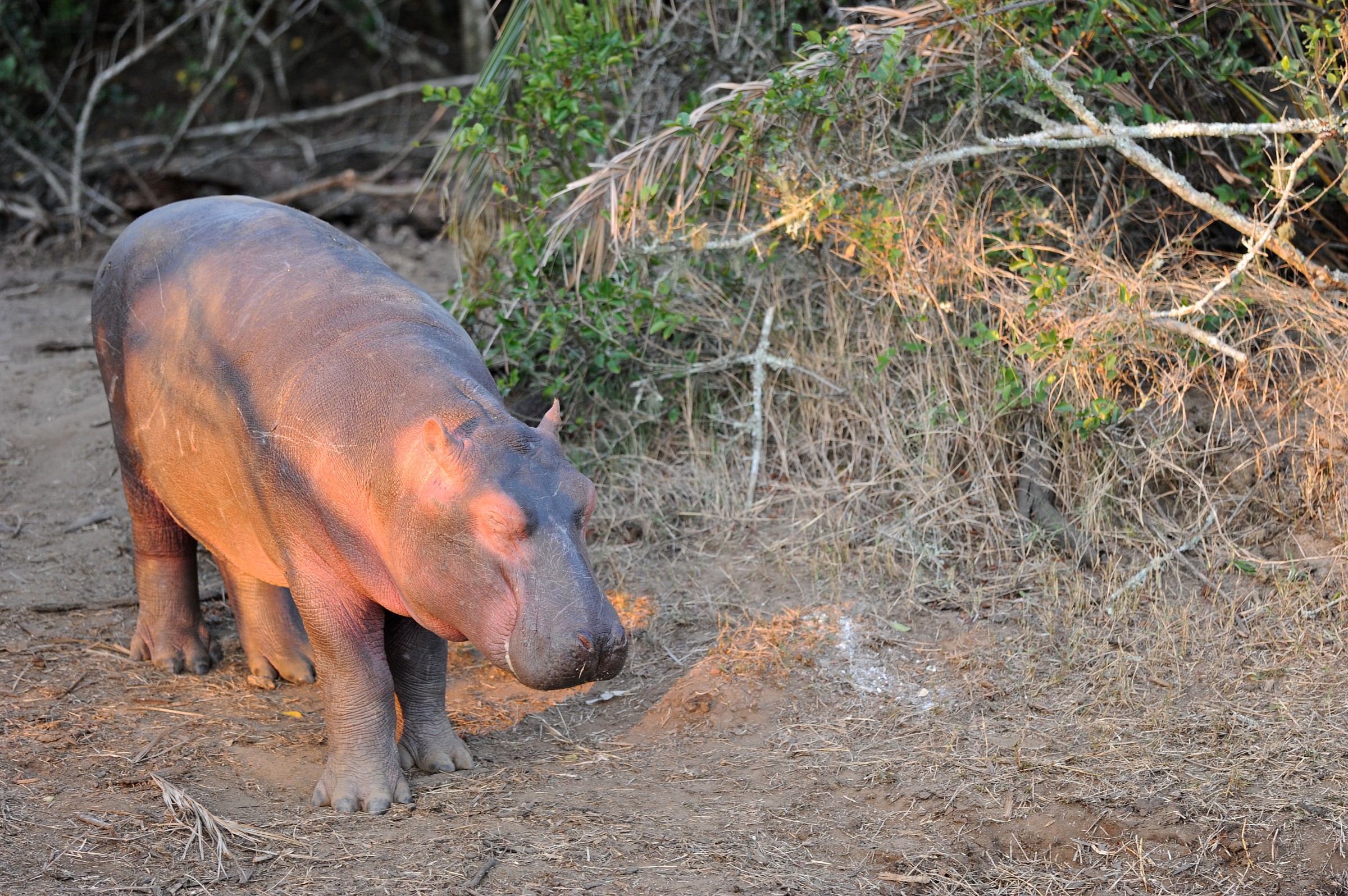 Piccolo di ippopotamo, Sudafrica
