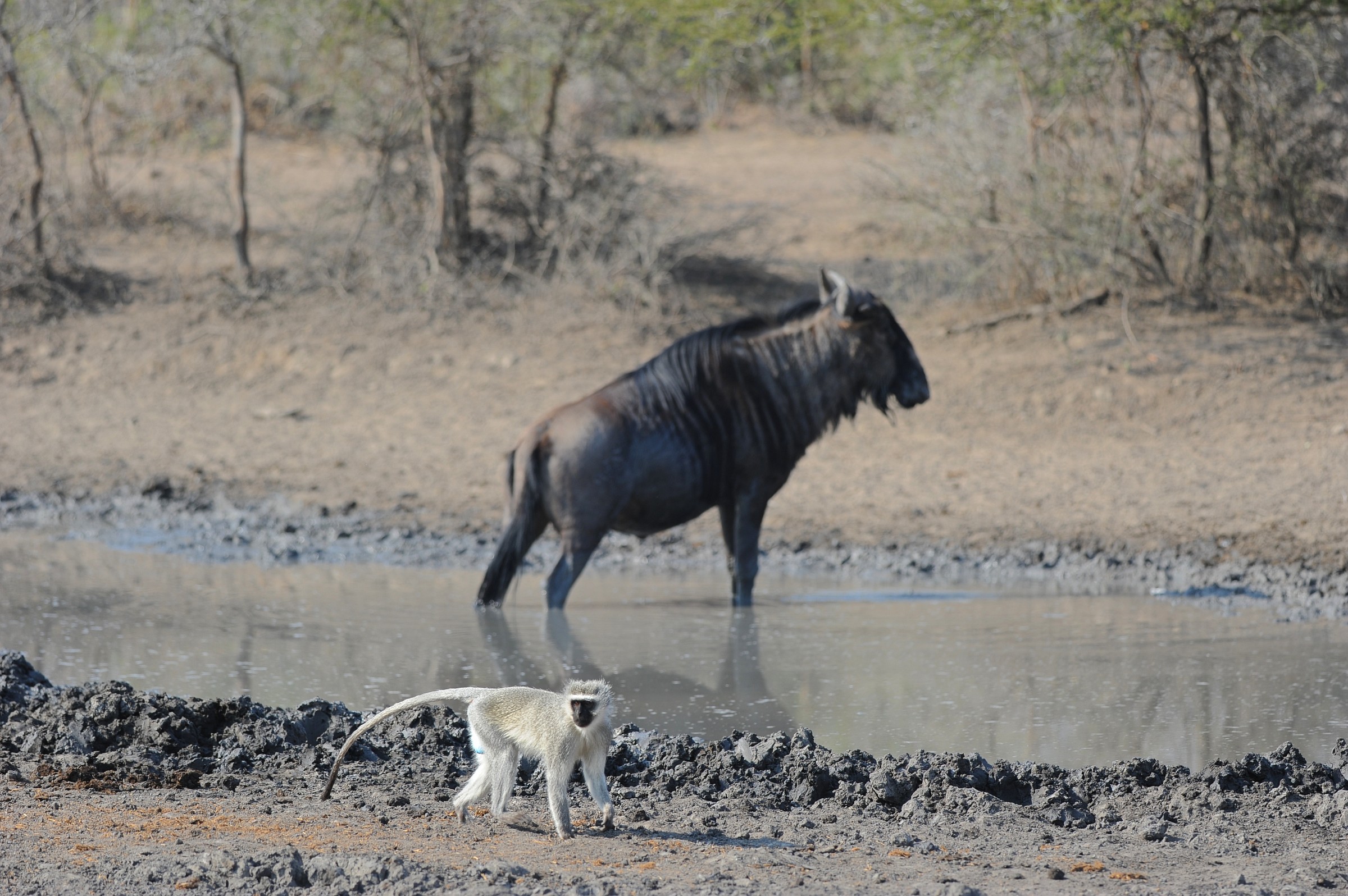 Scimmia e gnu, Sudafrica