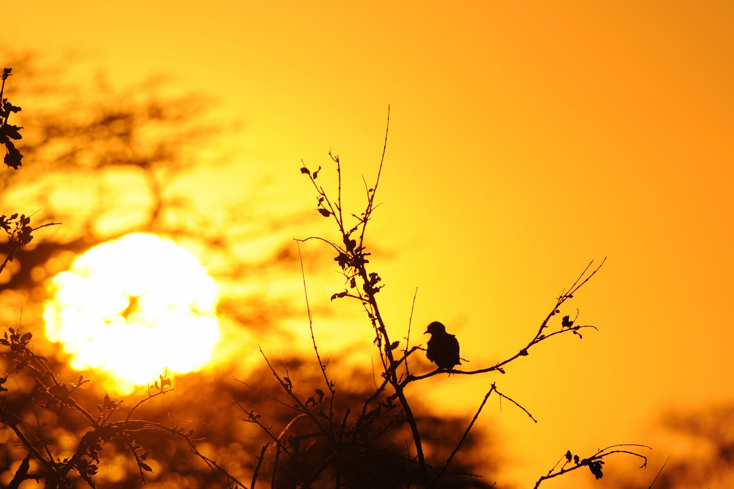 Uccellino al tramonto, Namibia