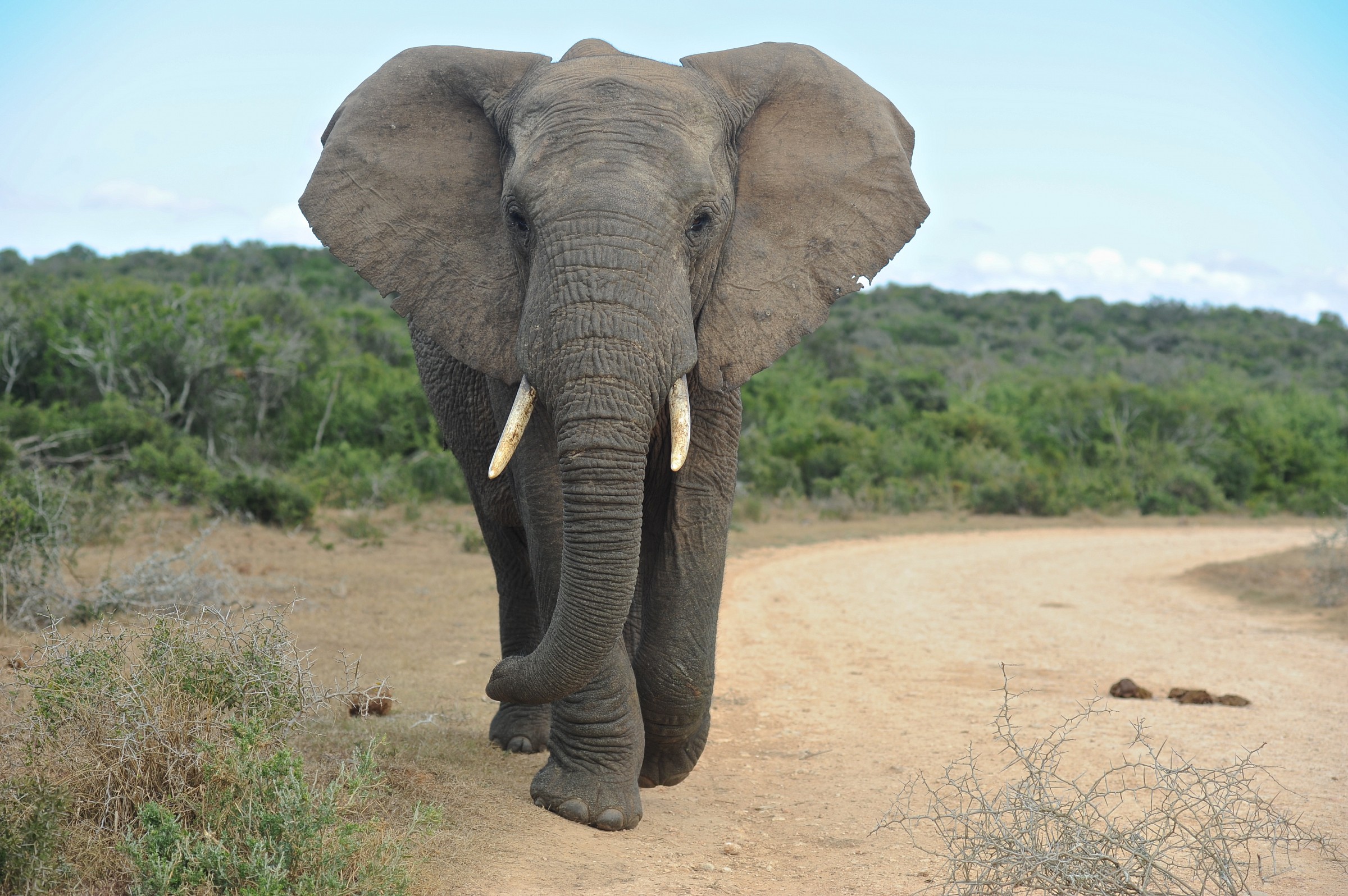 Elefante, Sudafrica