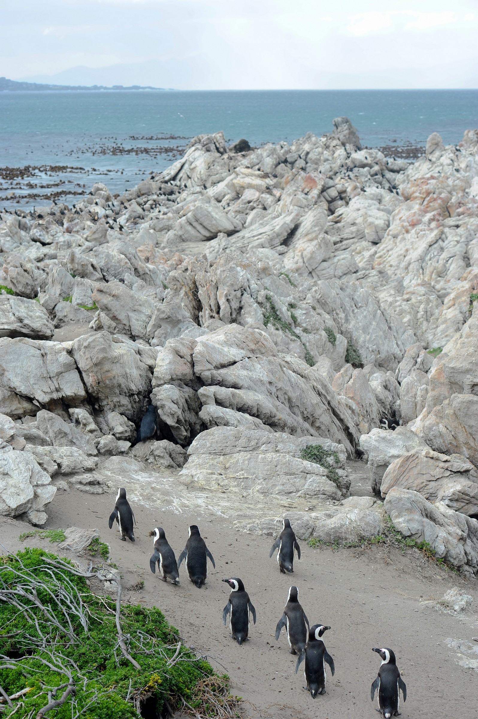 La marcia dei pinguini, Sudafrica