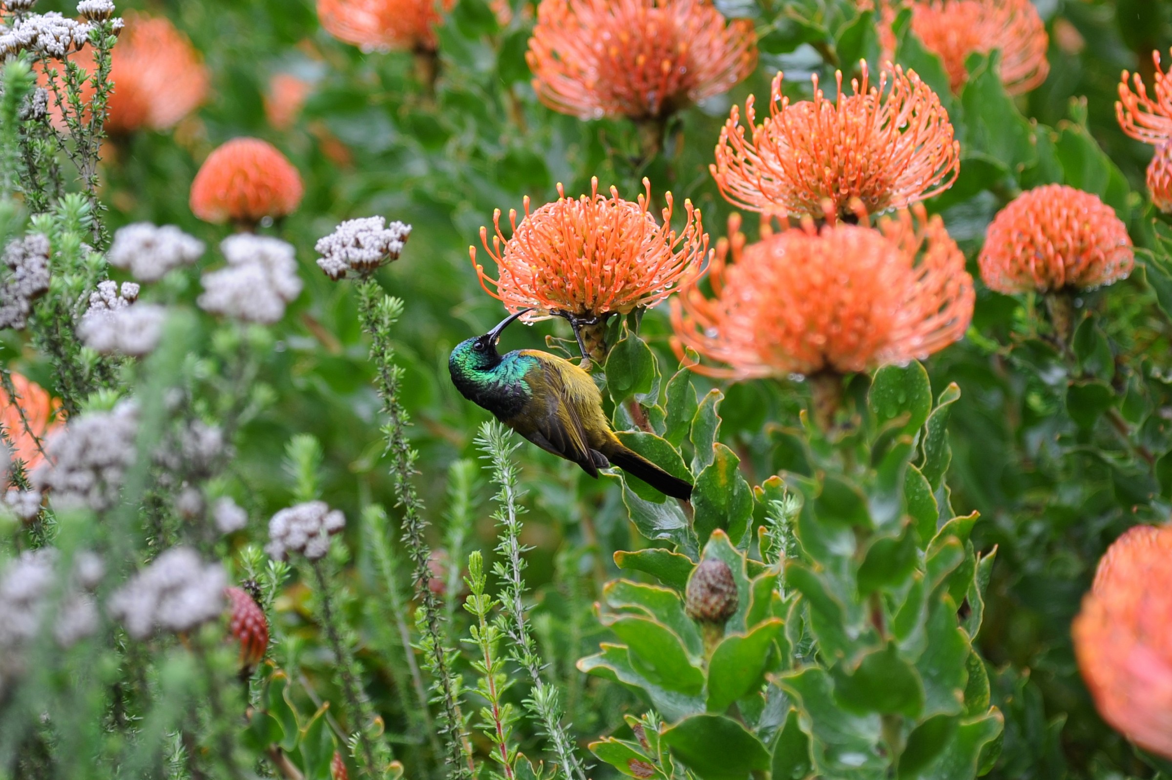 Nettarinia, Sudafrica