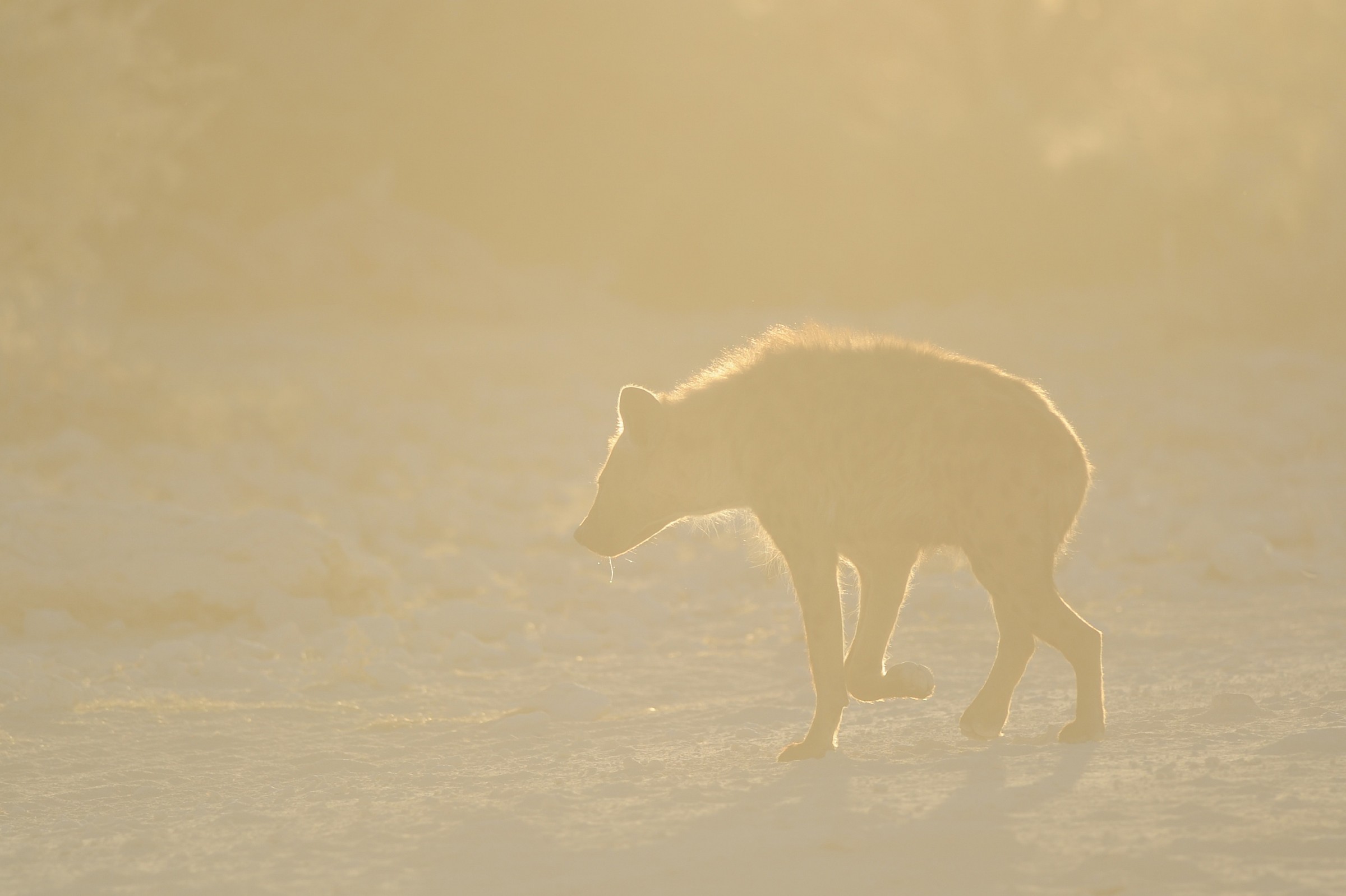 Iena con l'acquolina in bocca
