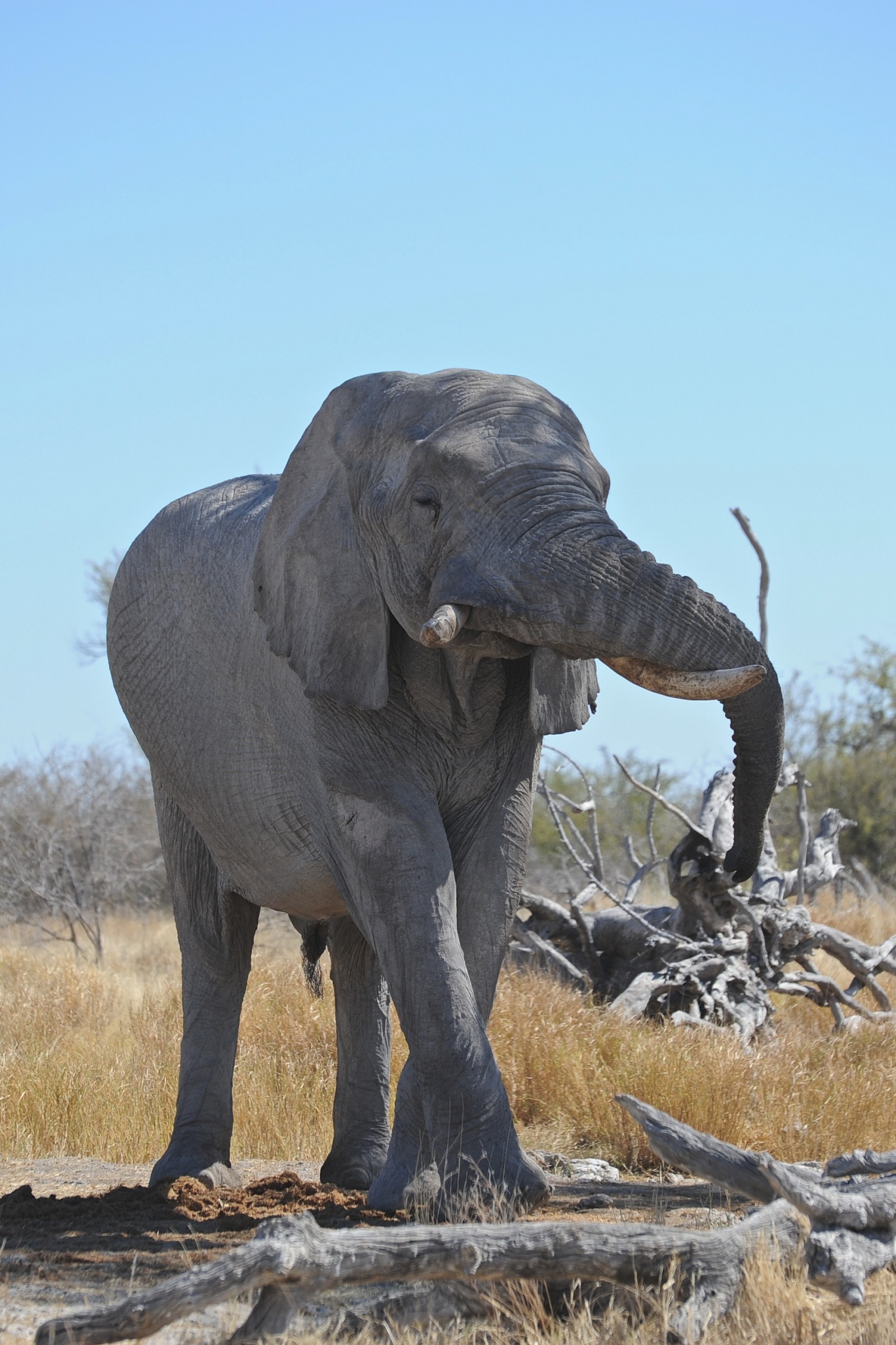 Elefante, Etosha, Namibia
