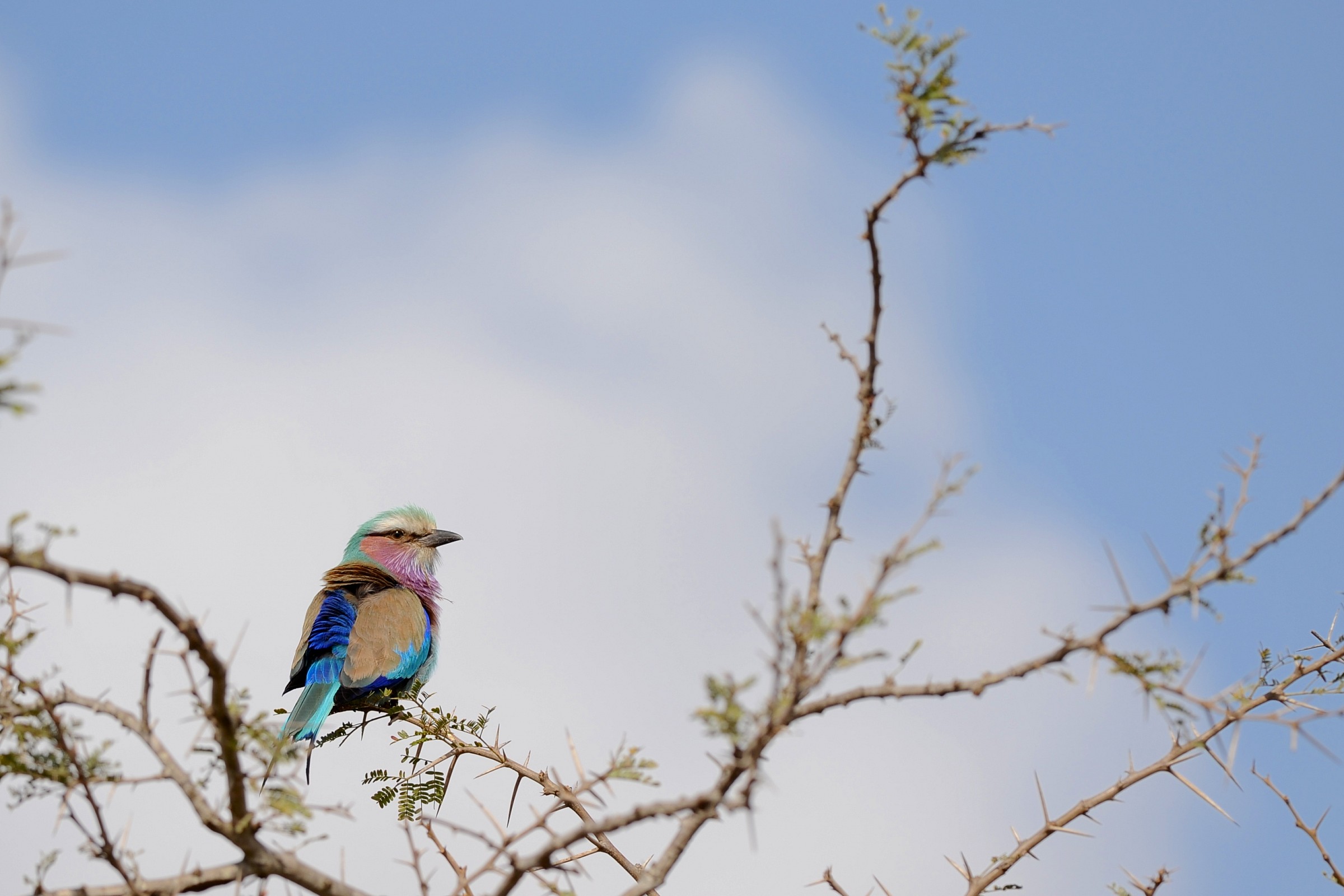Ghiandaia marina pettolilla, Namibia