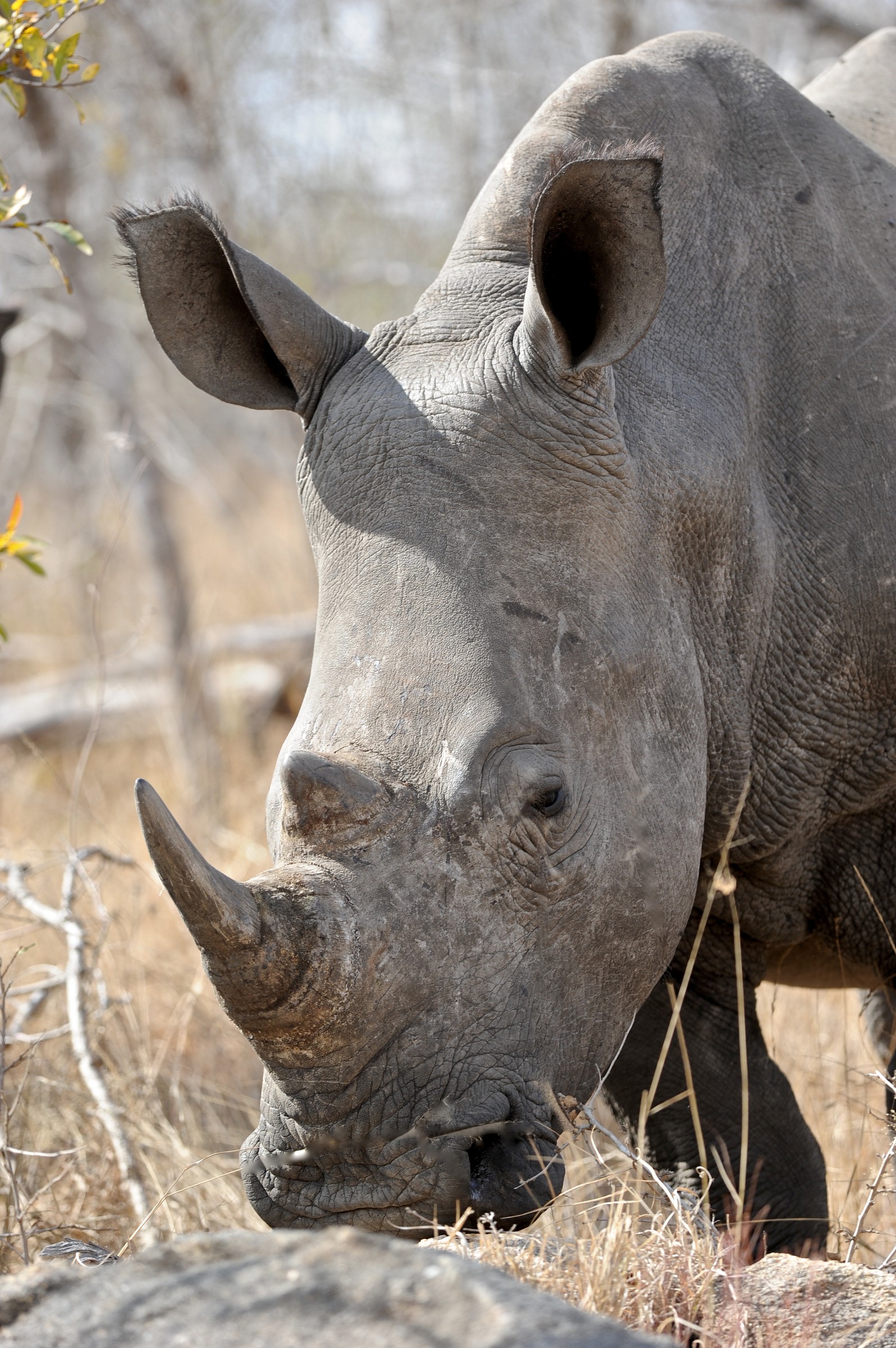 Rhino, Sudafrica