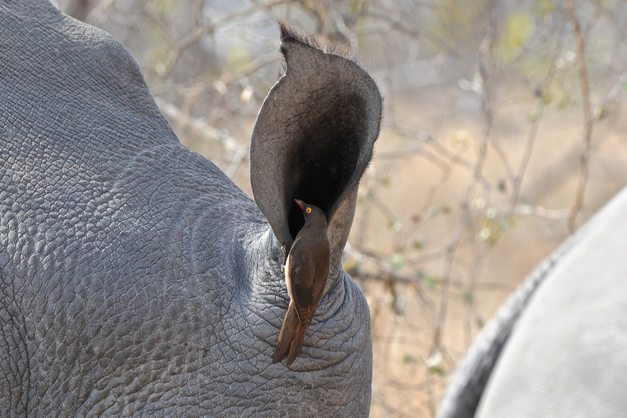 Uccellino oto-rino, Sudafrica