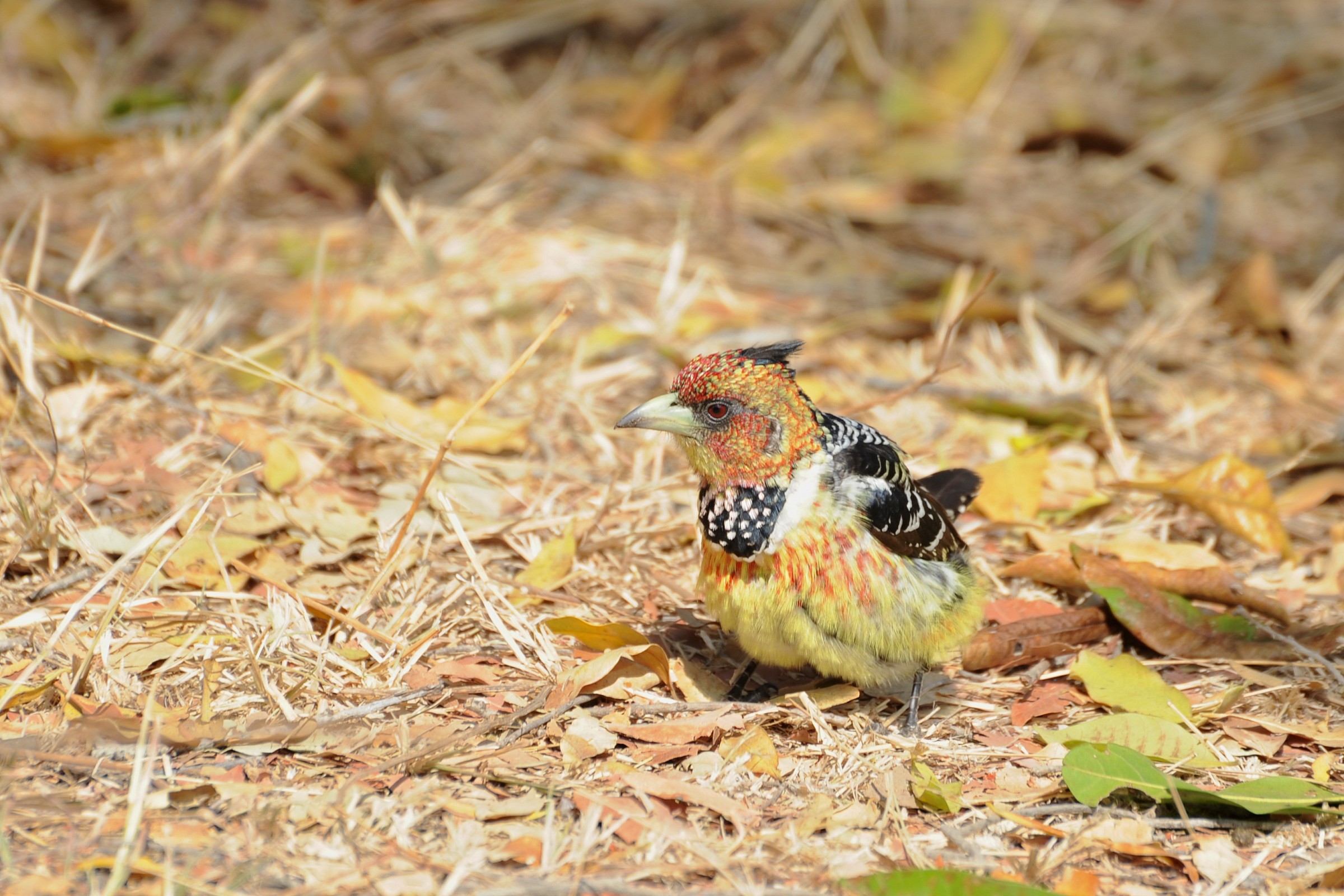 Barbet giallo e rosso, Sudafrica