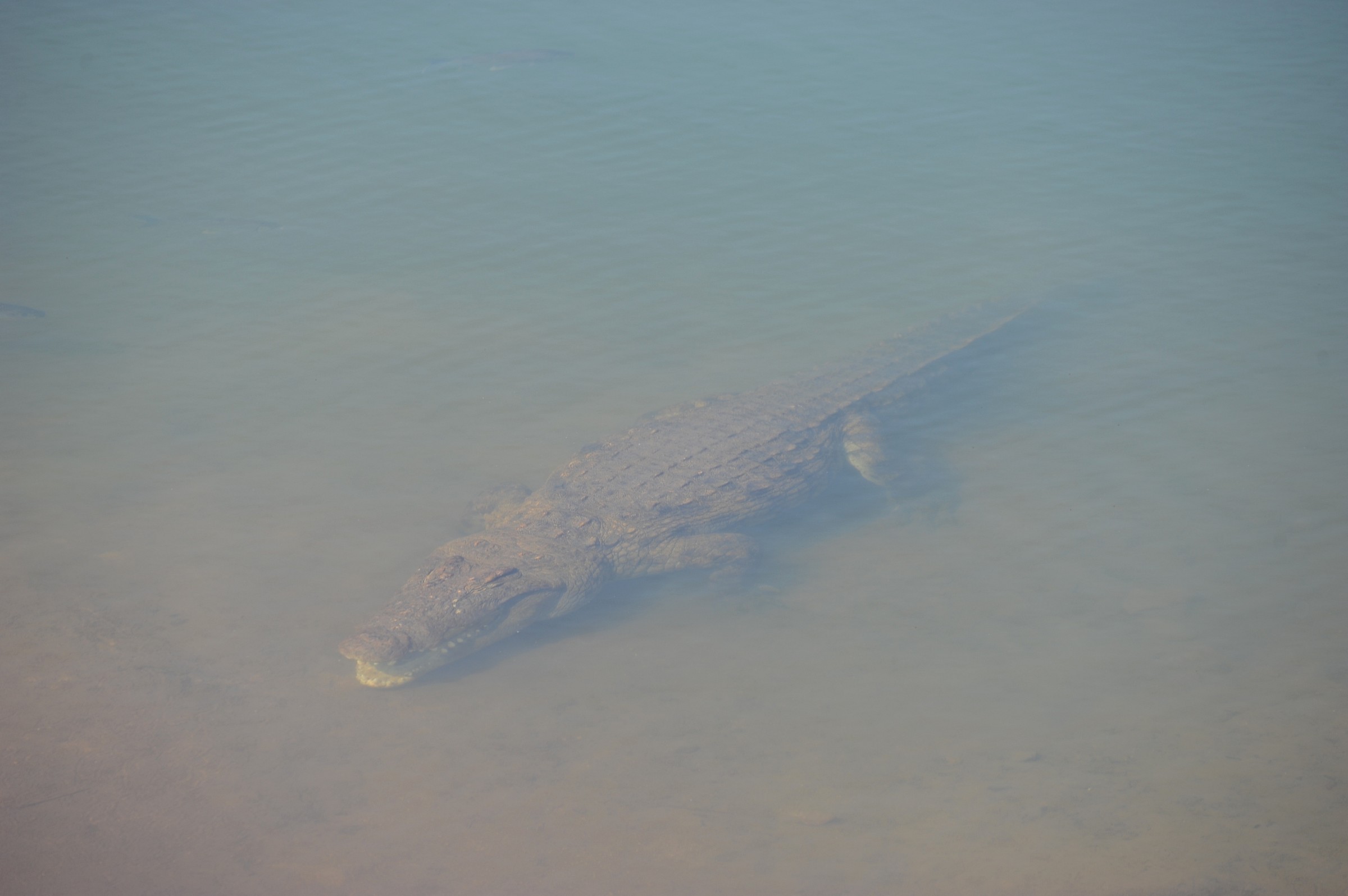 Coccodrillo, Sudafrica