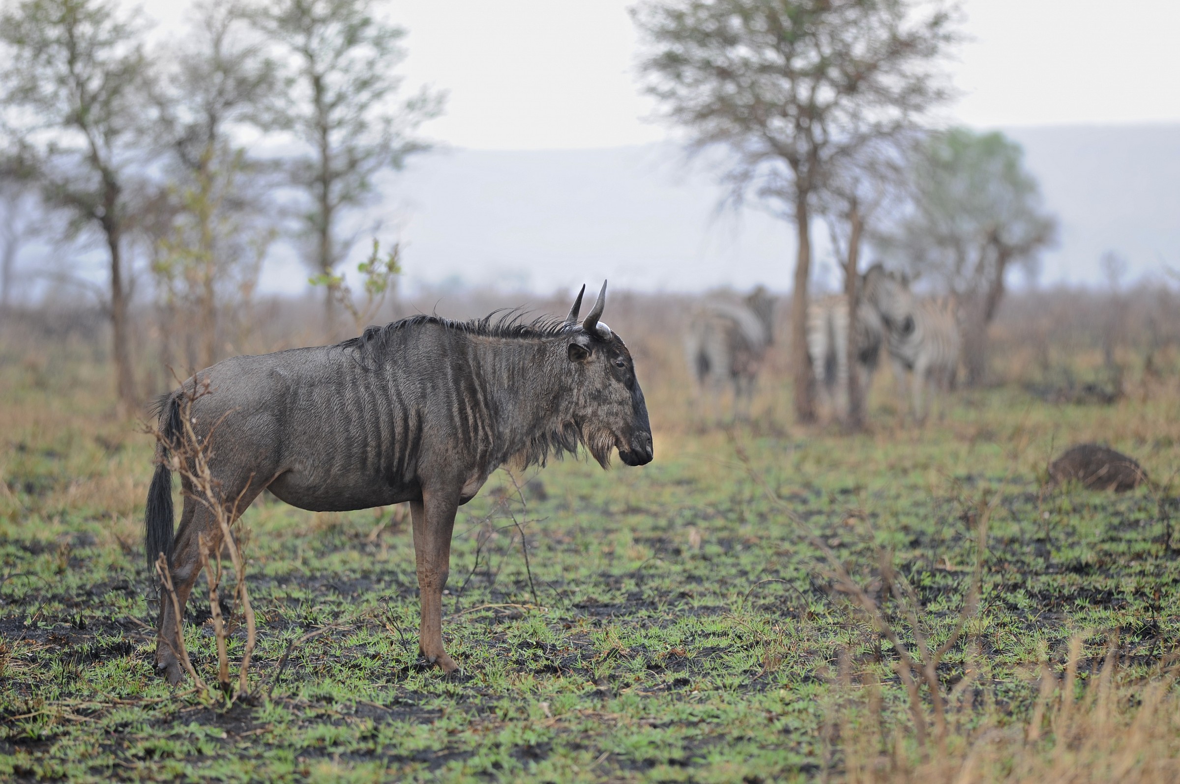 Gnu e zebre, Sudafrica