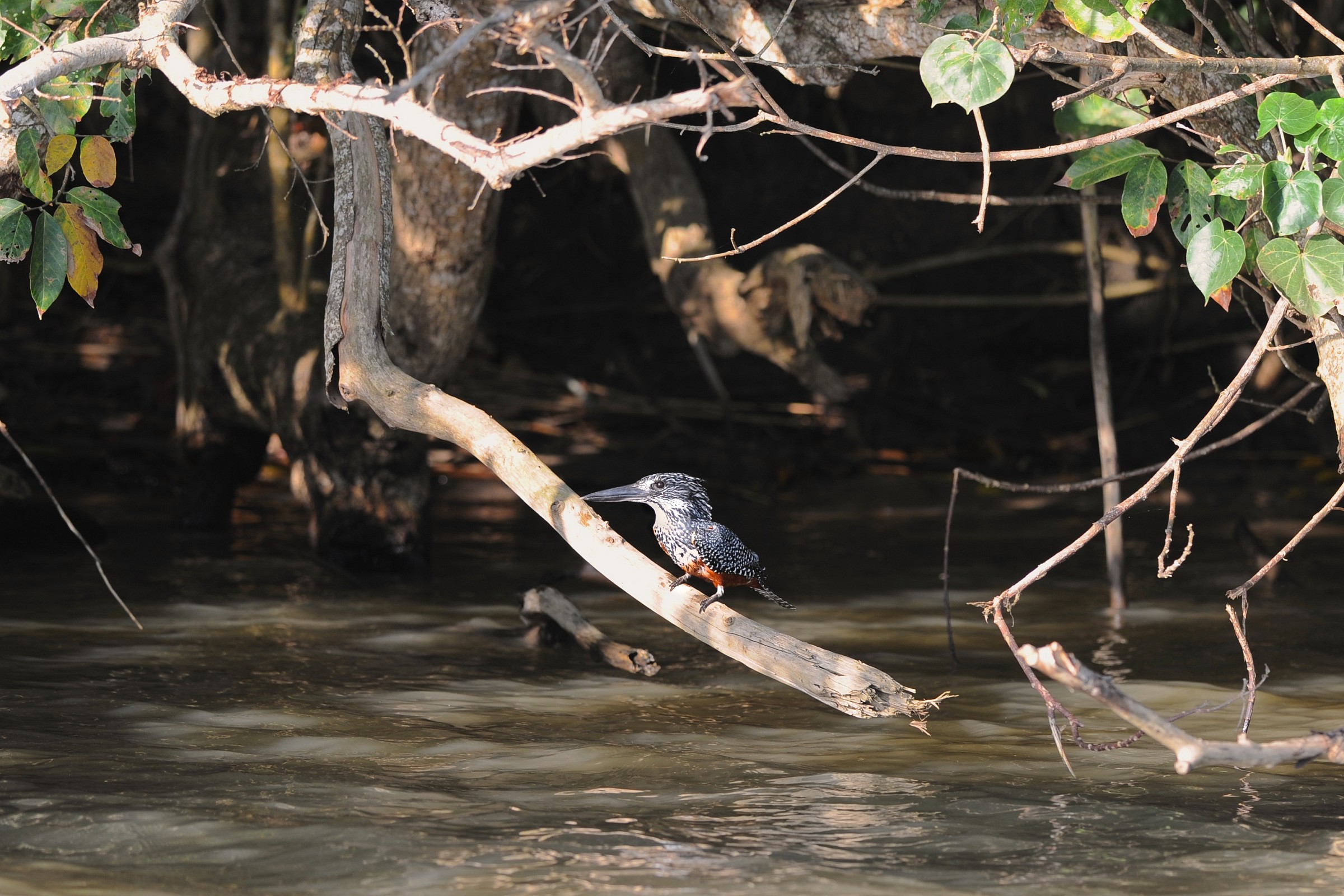King fisher, Sudafrica