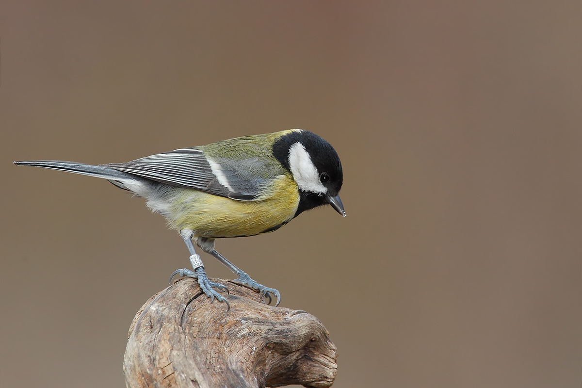 Parus major