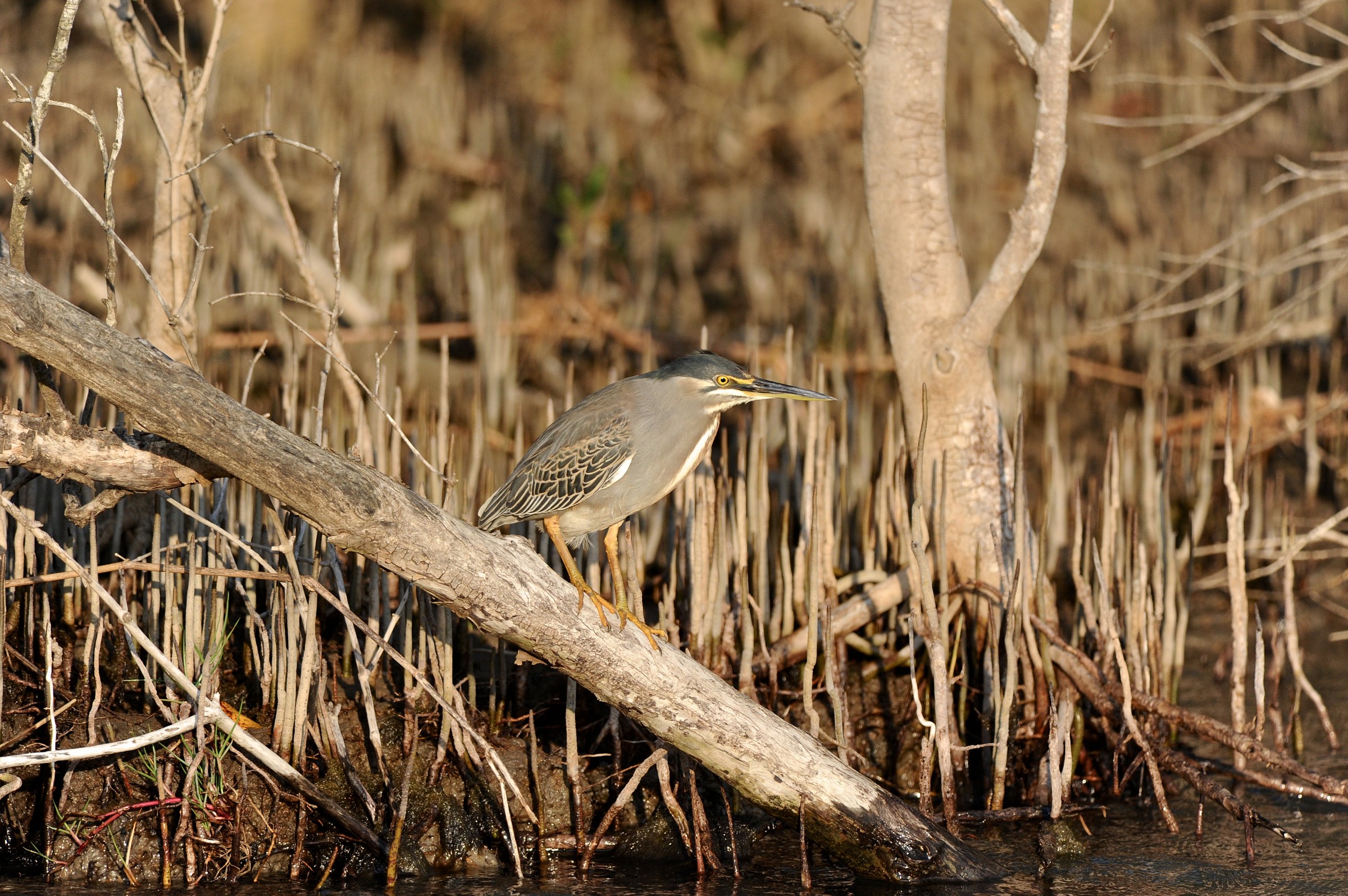 Airone striato, Sudafrica