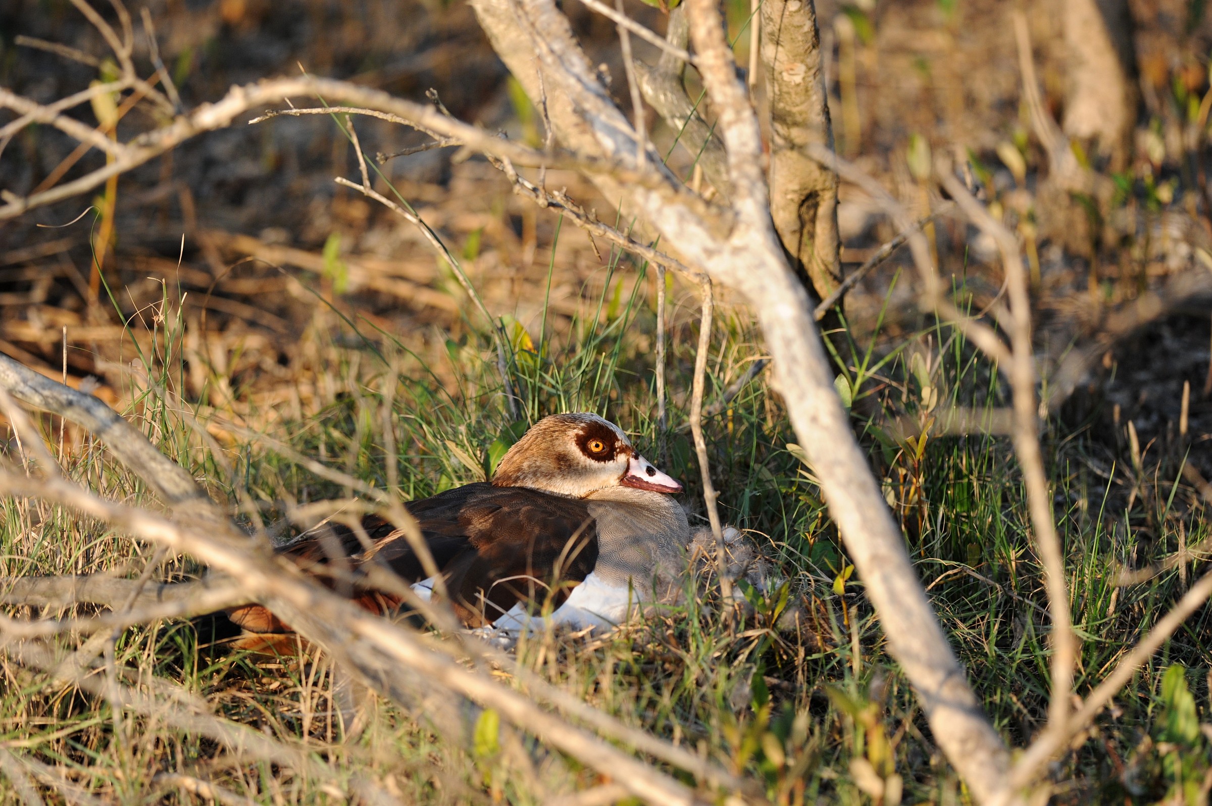 Anatra egiziana, Sudafrica
