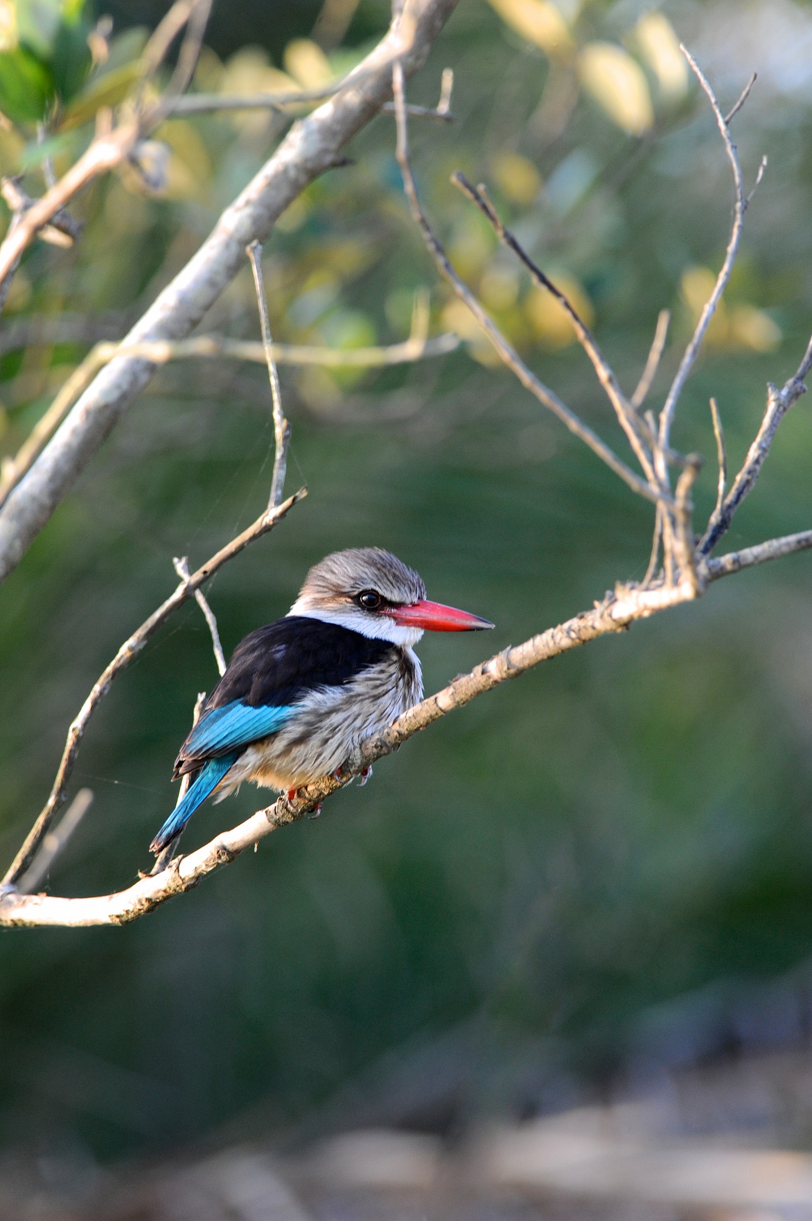 King fisher, Sudafrica