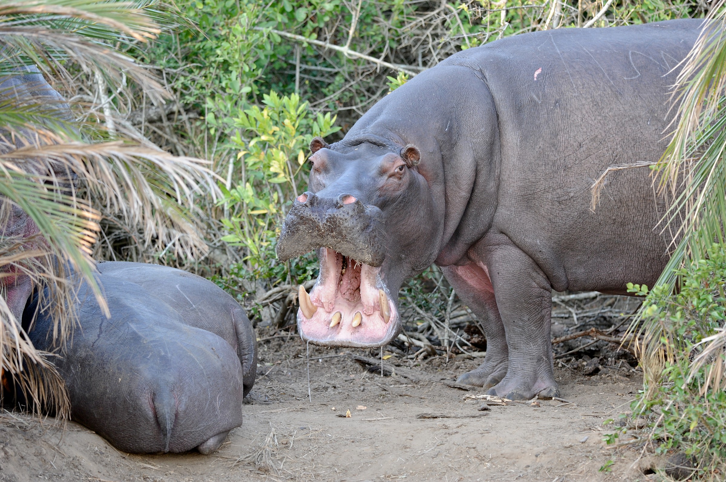 Ippopotamo, Sudafrica