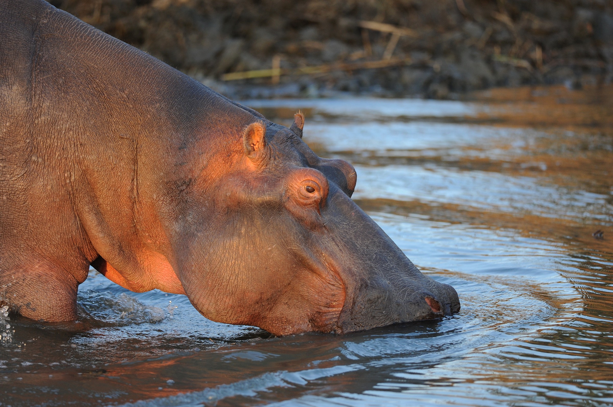 Ippopotamo, Sudafrica