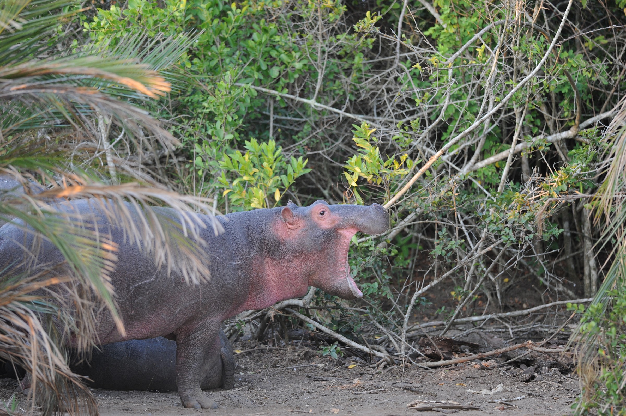 Ippopotamo, Sudafrica