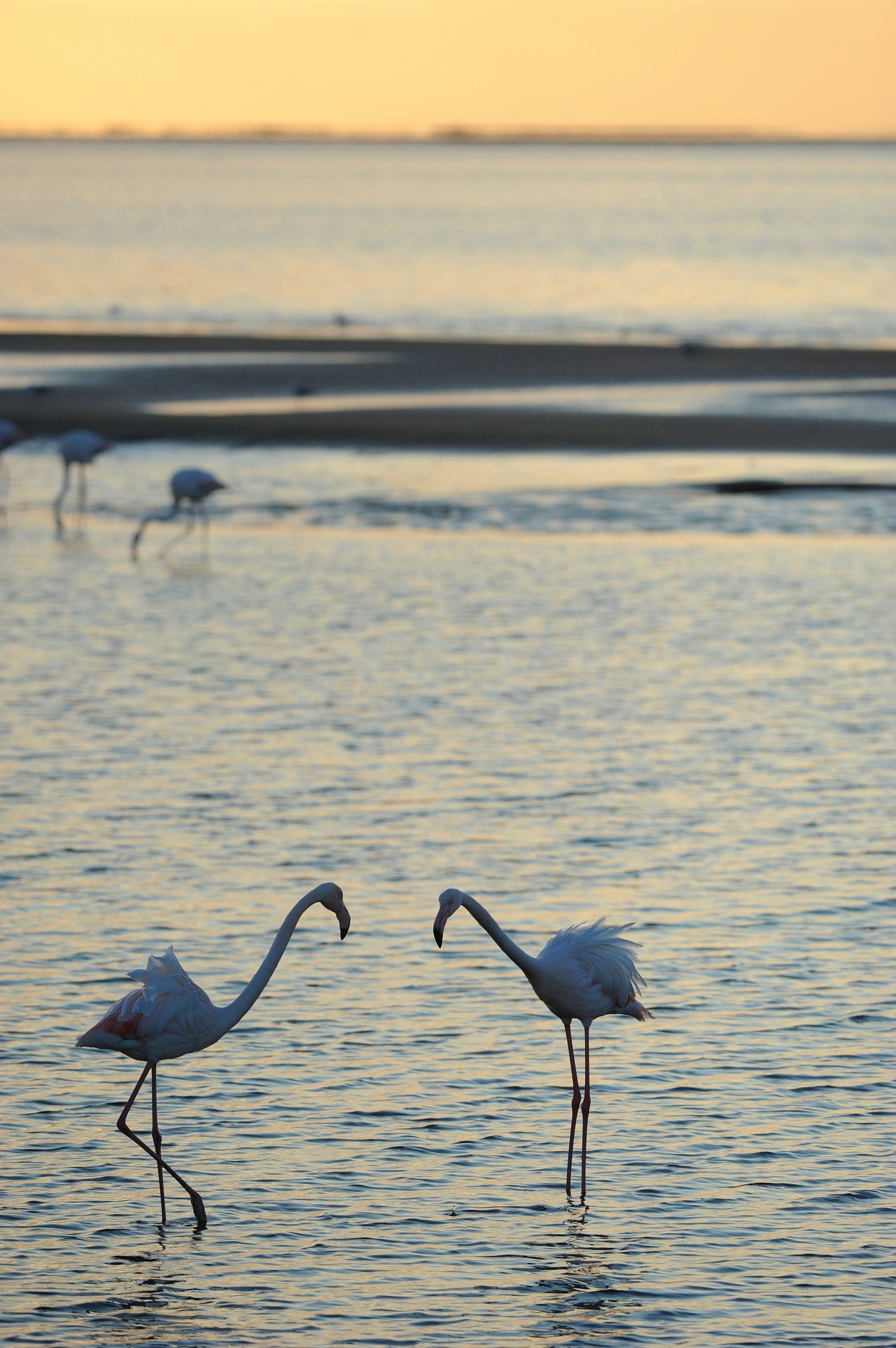 L'inchino dei fenicotteri, Namibia
