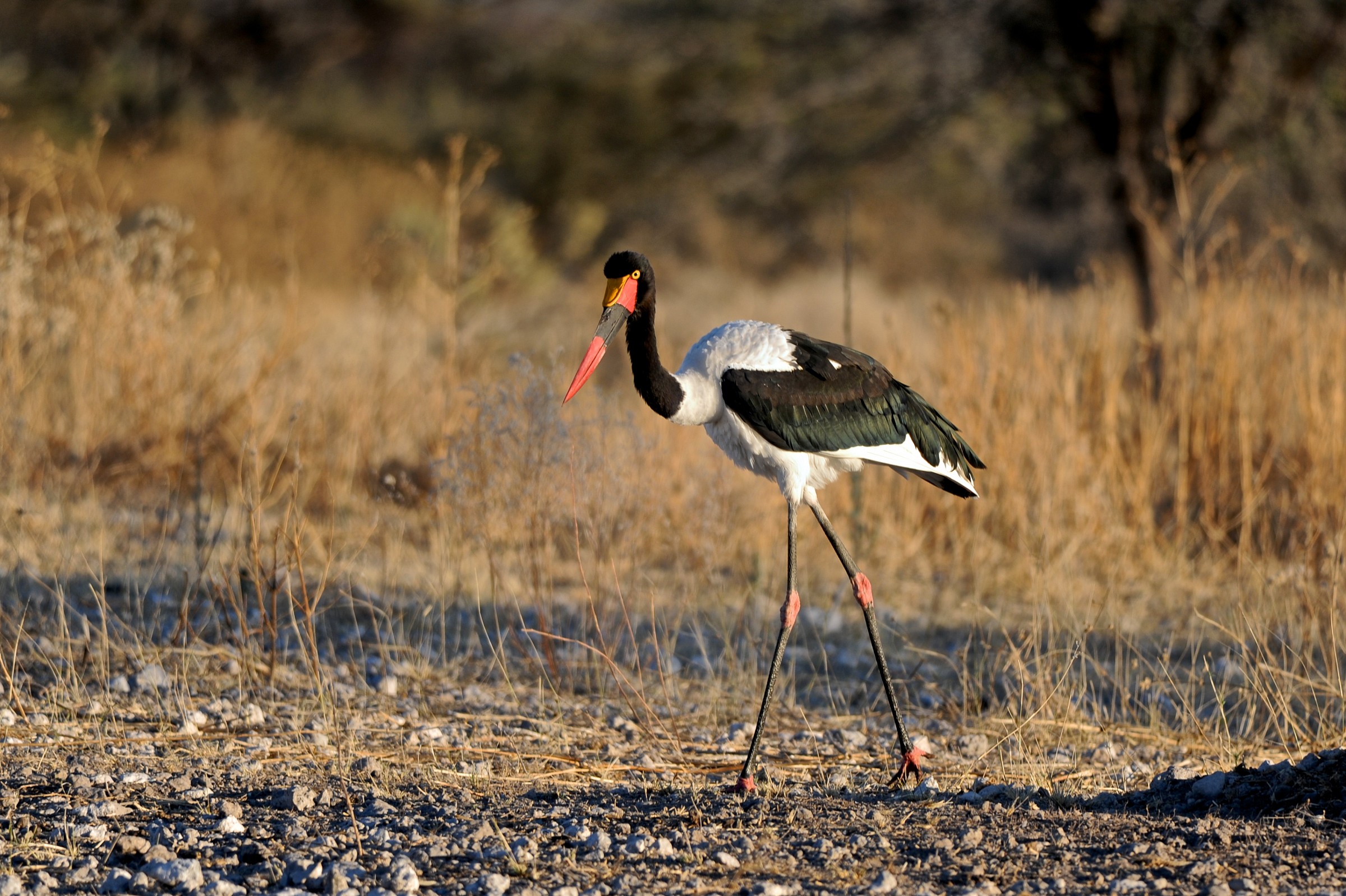 Cicogna becco a sella, Namibia