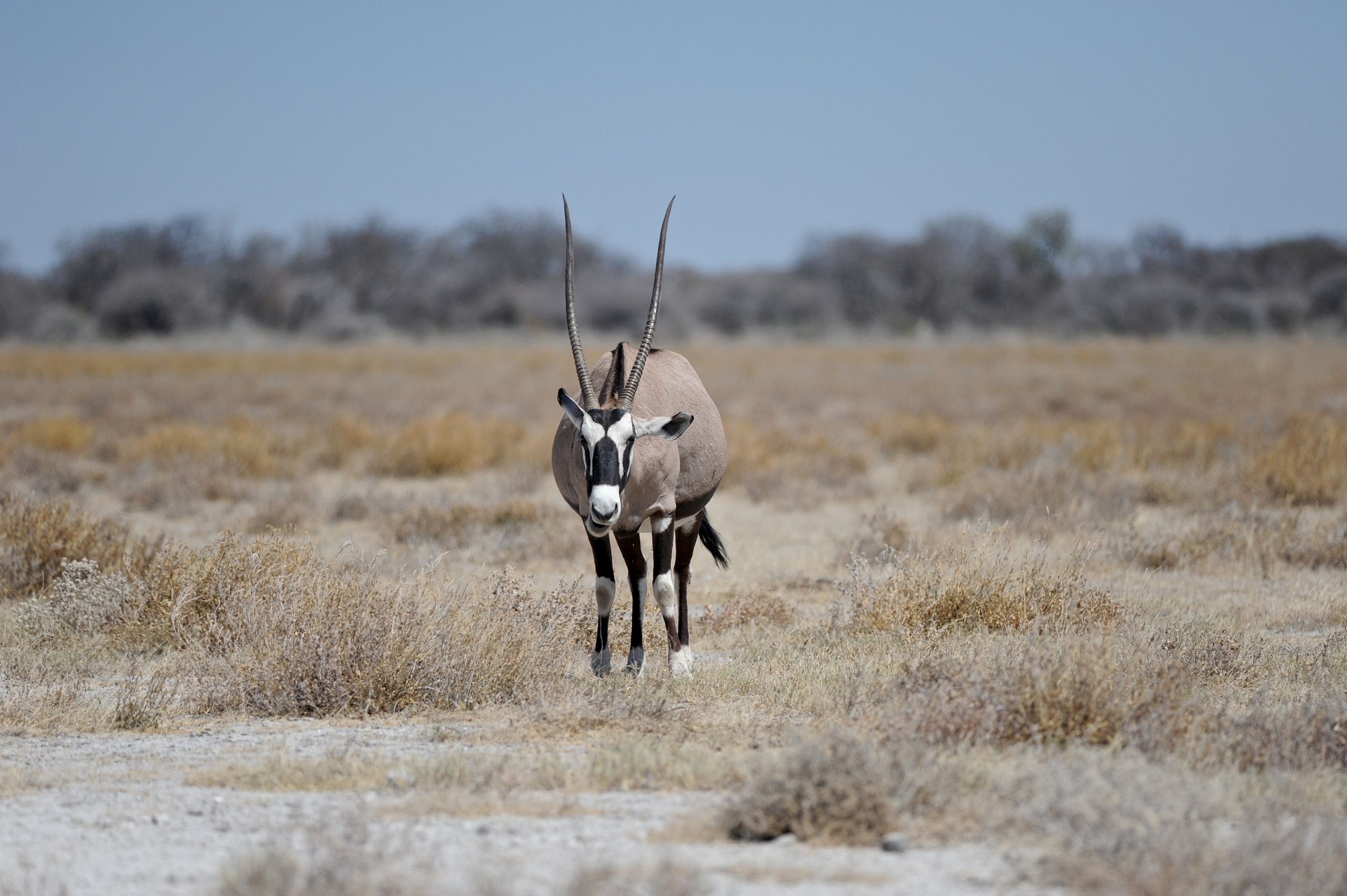 Orice, Etosha, Namibia