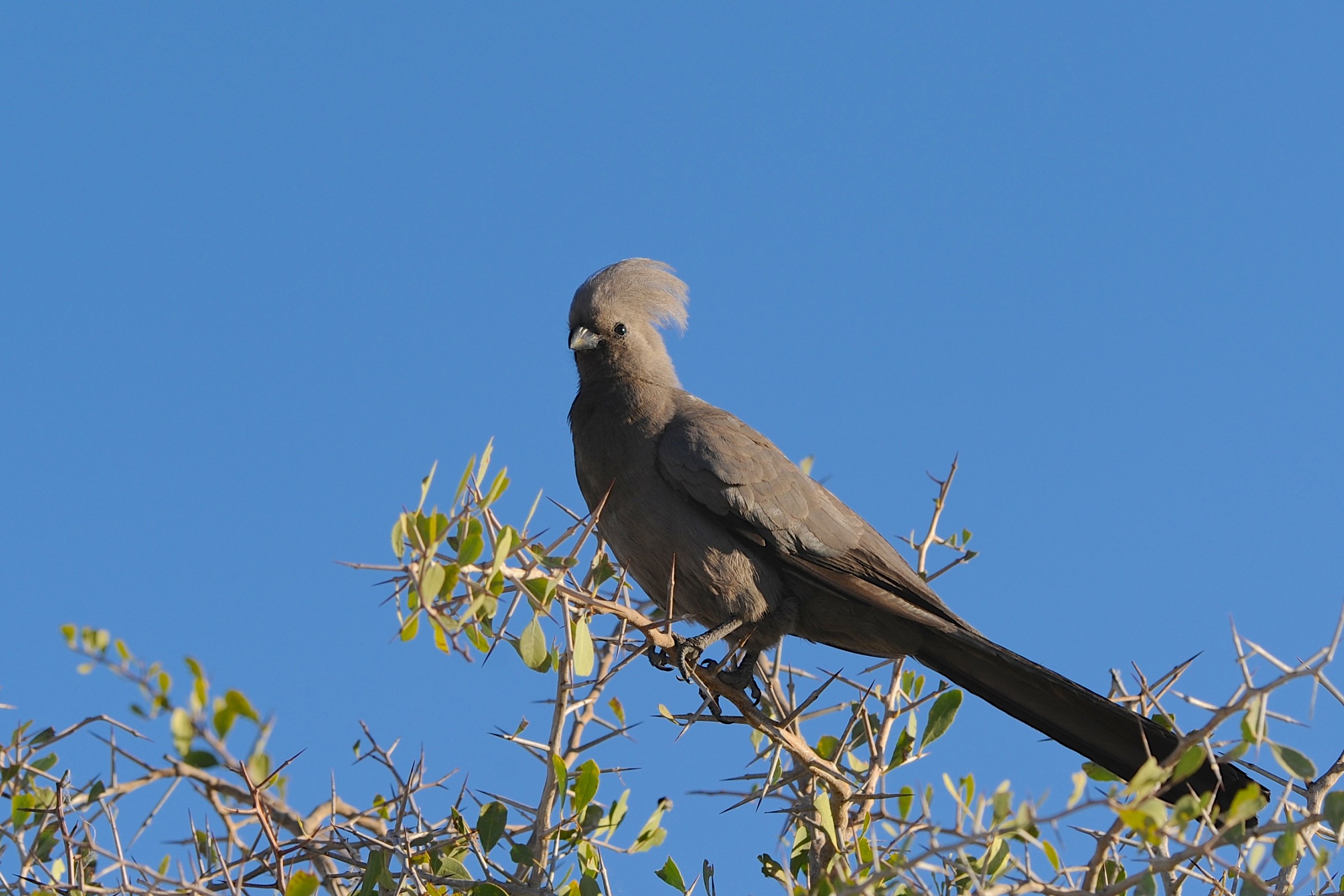 Turaco unicolore, Namibia