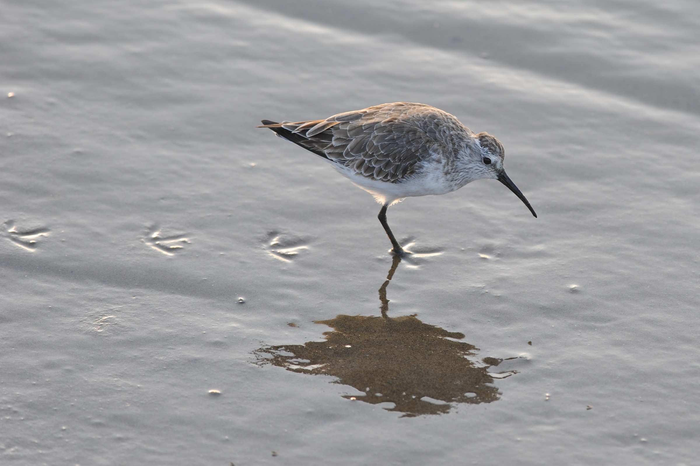 Piro piro africano, Namibia