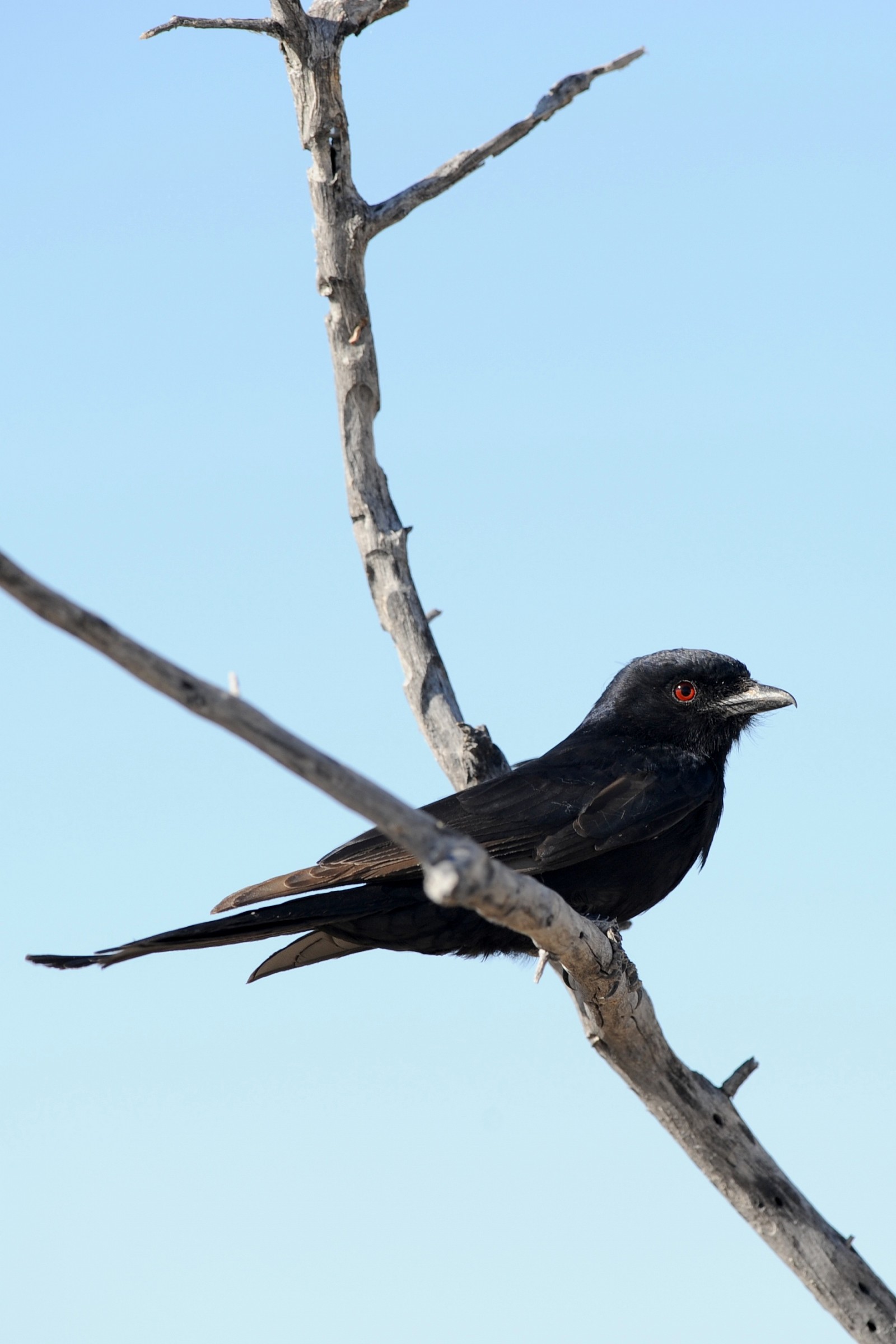 Uccellino nero, Namibia