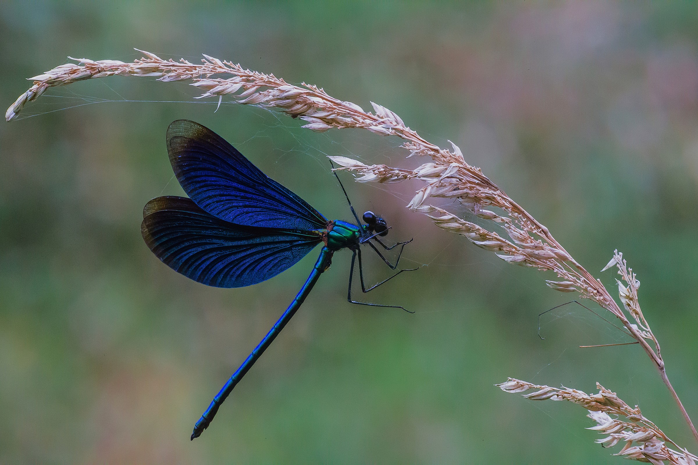 Nella morsa del ragno