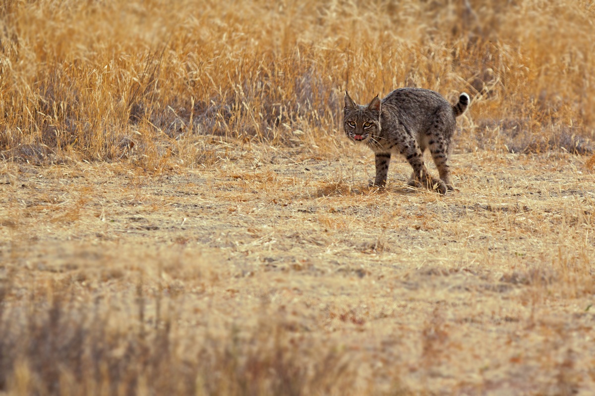 the third Bobcat ...