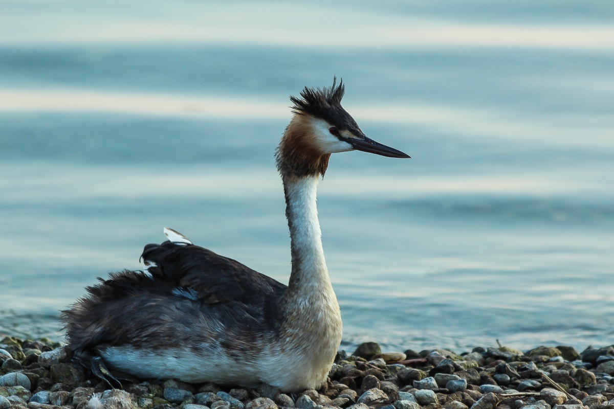 Young grebe