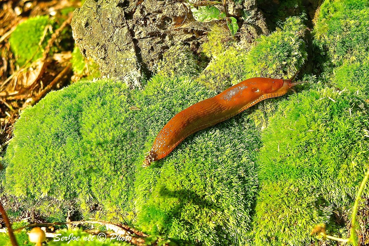 snail on moss
