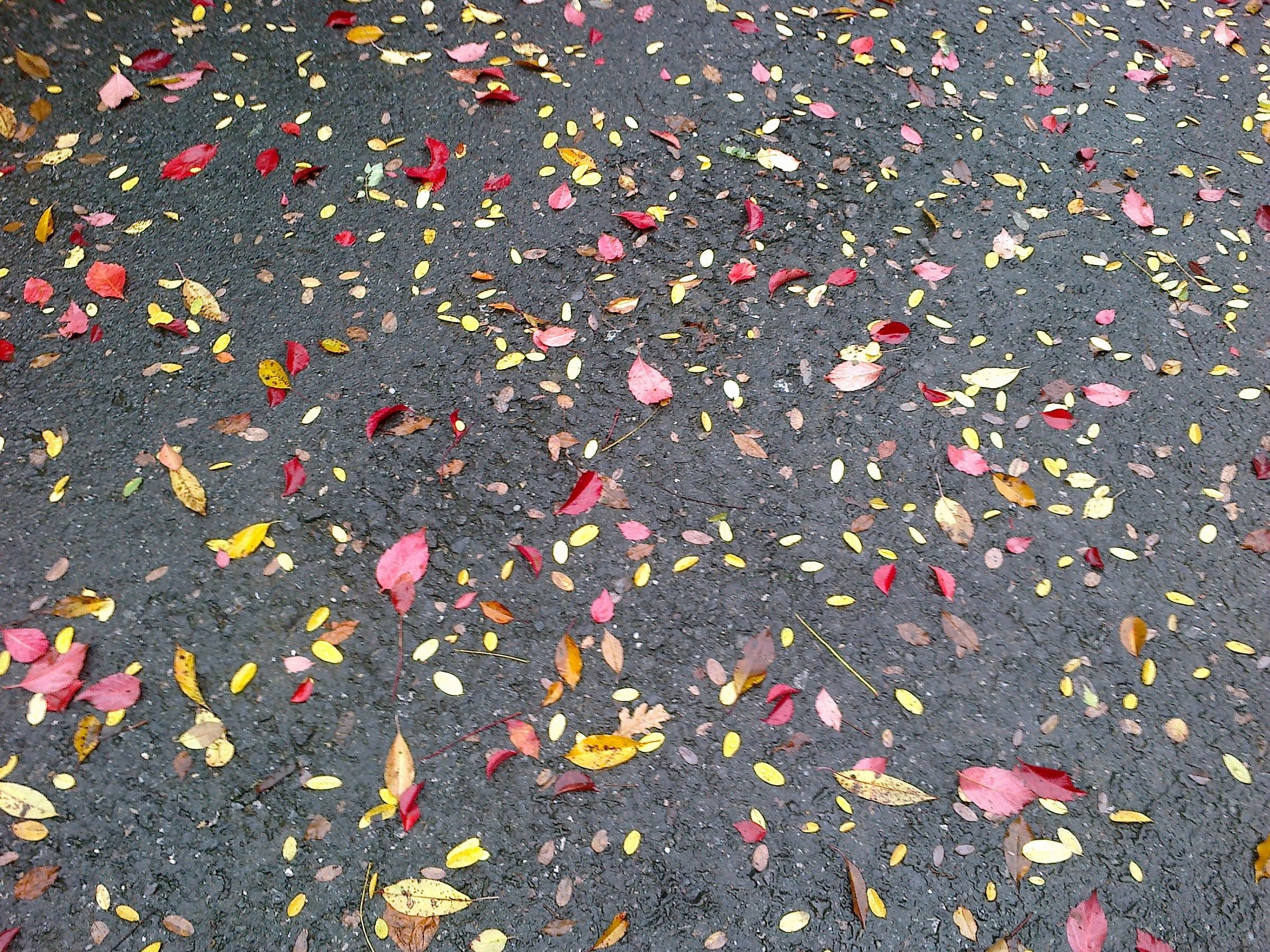 particolare del tappeto di foglie