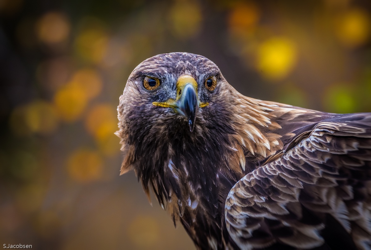 Golden Eagle