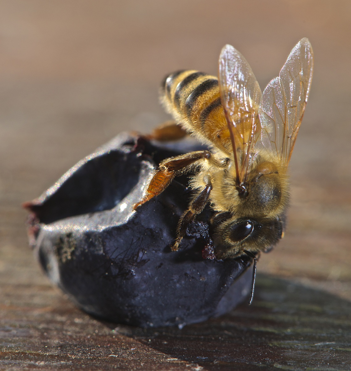 The bee and the Grapes