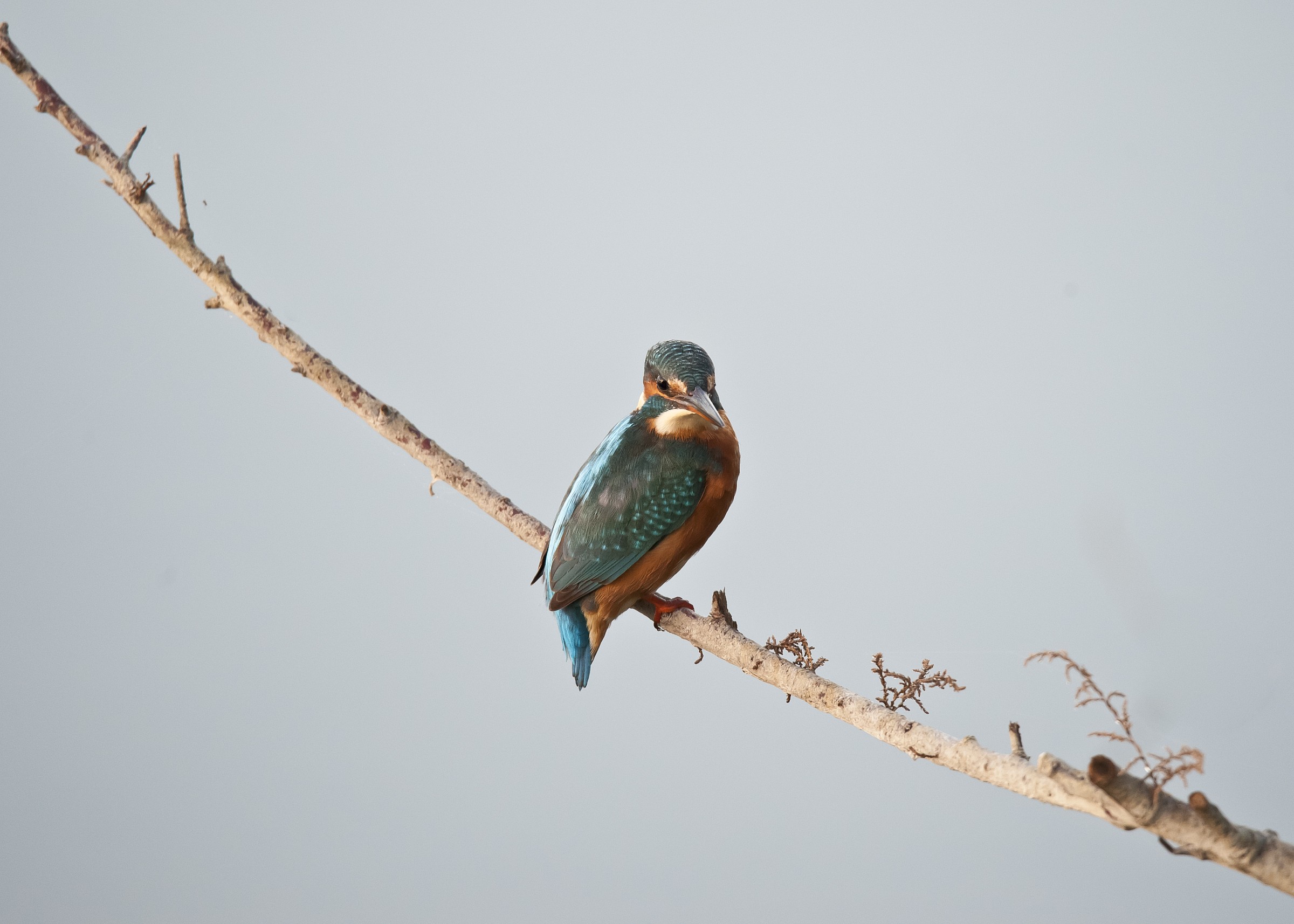 martino di primo mattino