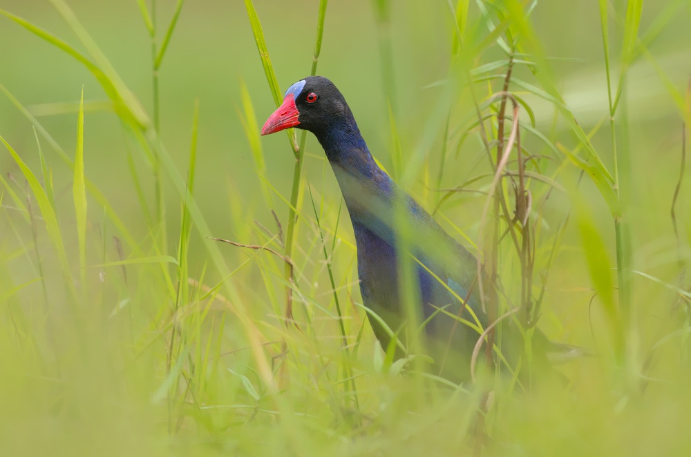 gallinule di allen