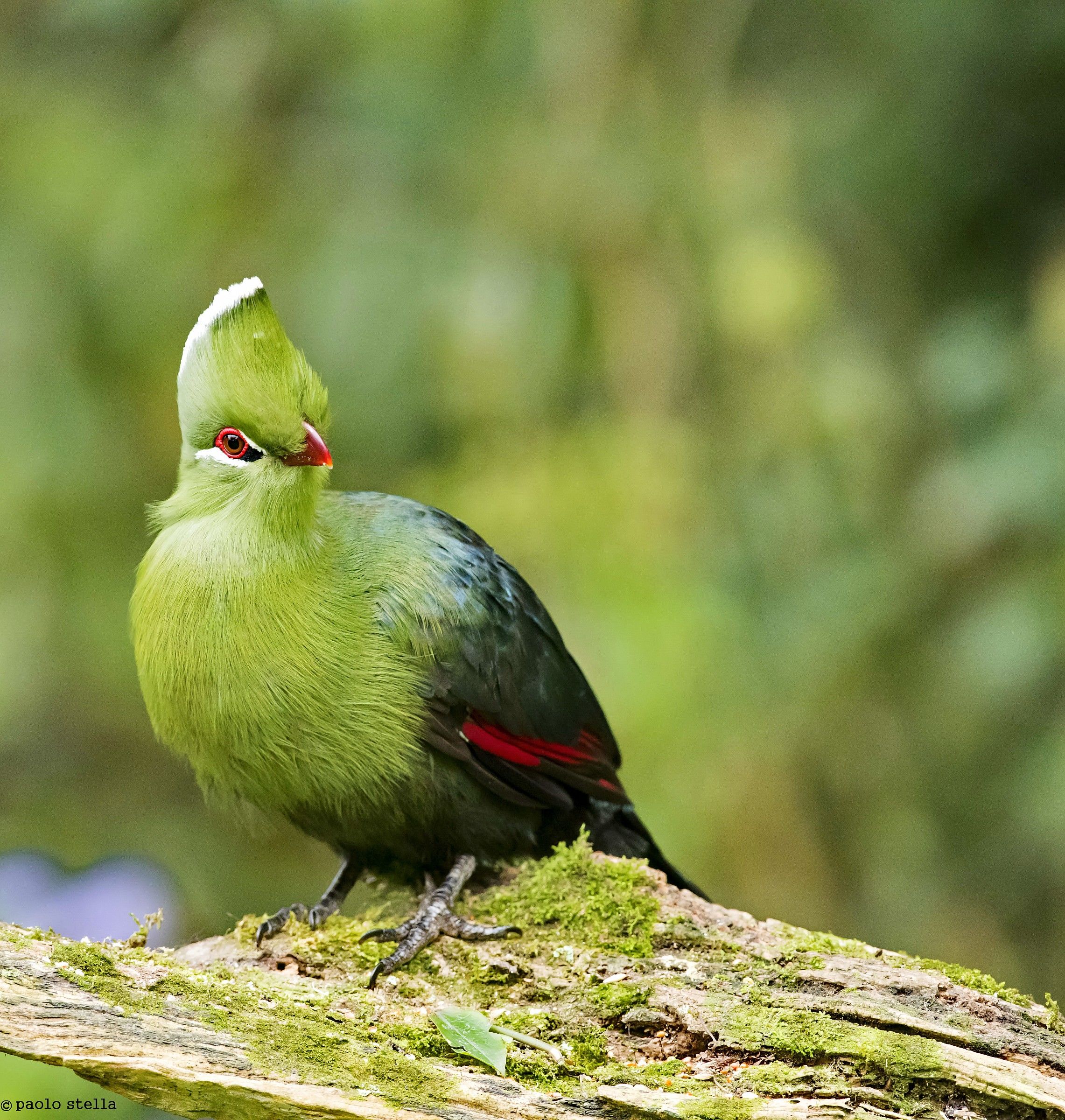 Knysna Turaco