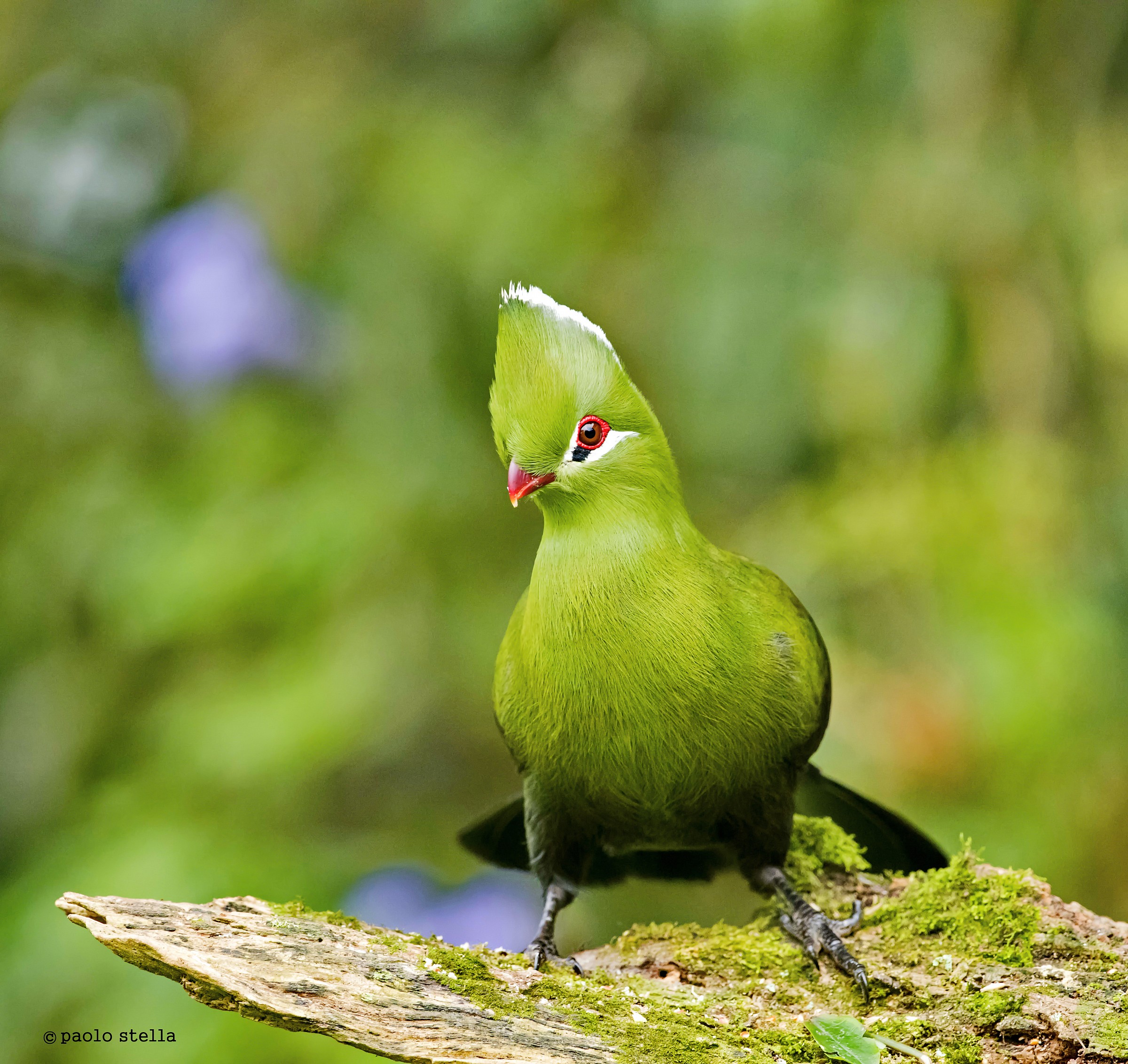 Knysna Turaco (Tauraco corythaix) - 4