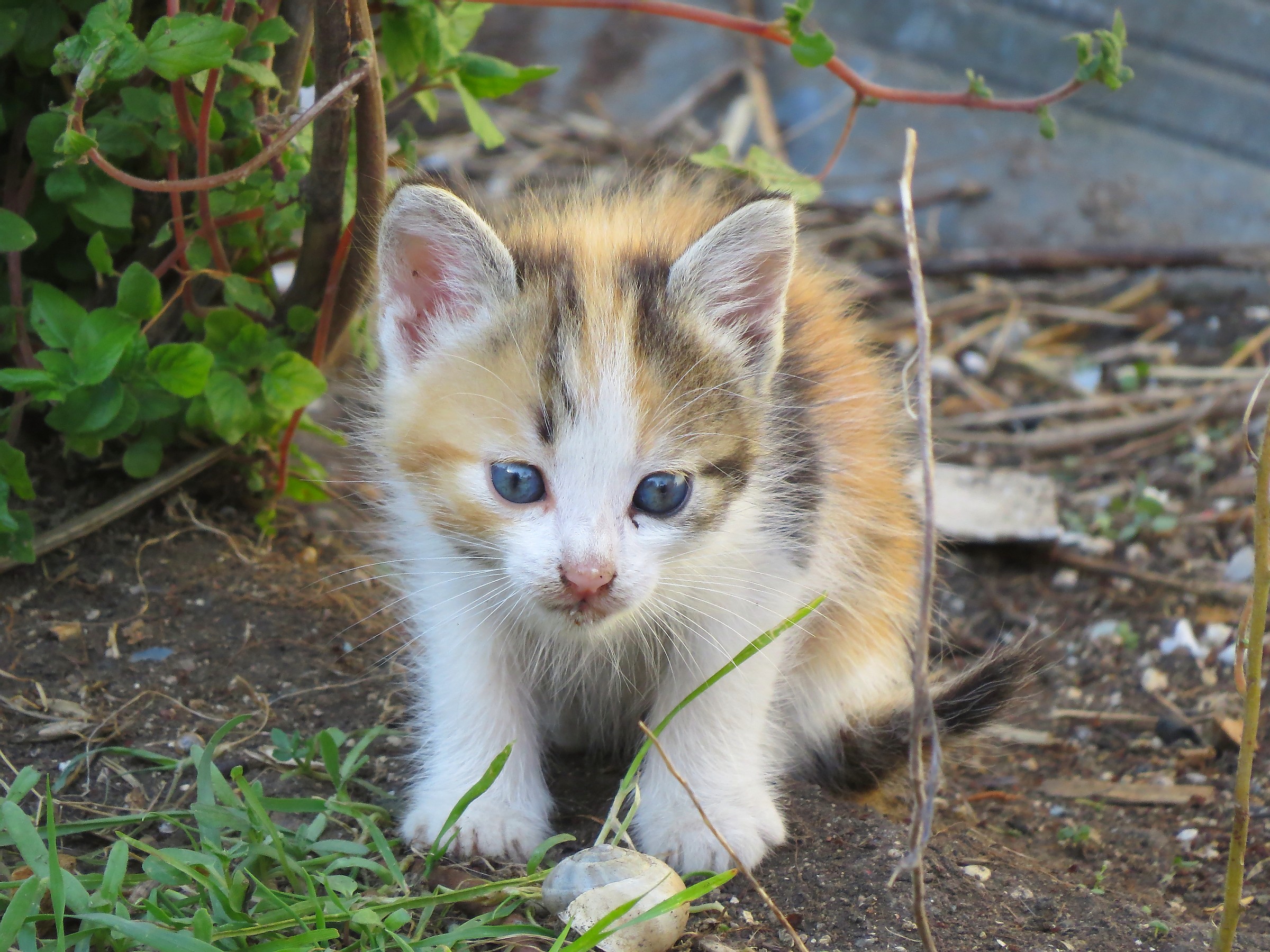 brother of the white kitten