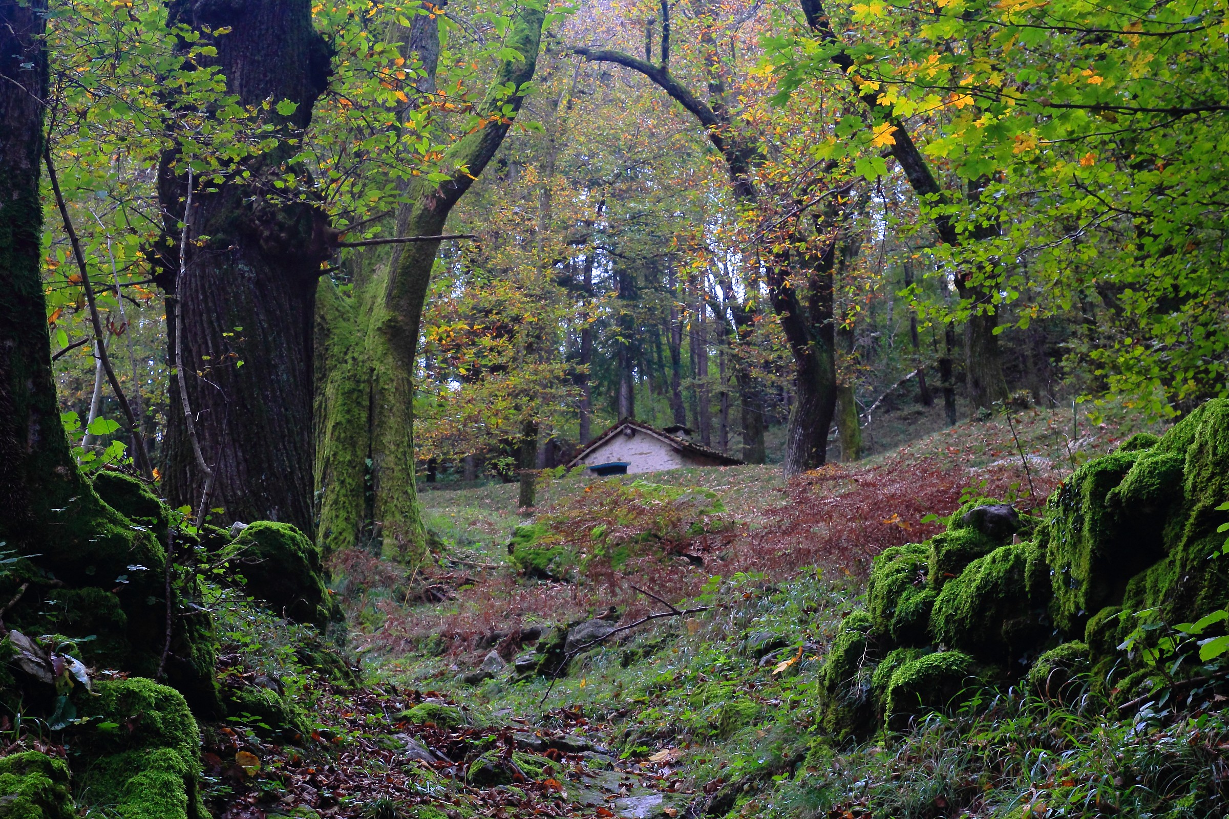 Path of the chestnut