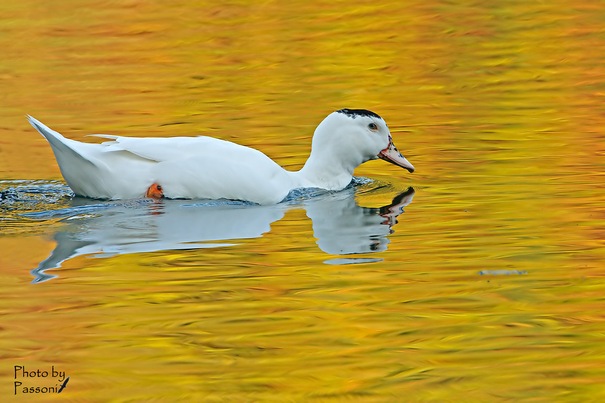 Se ne vedono di tutti i colori...