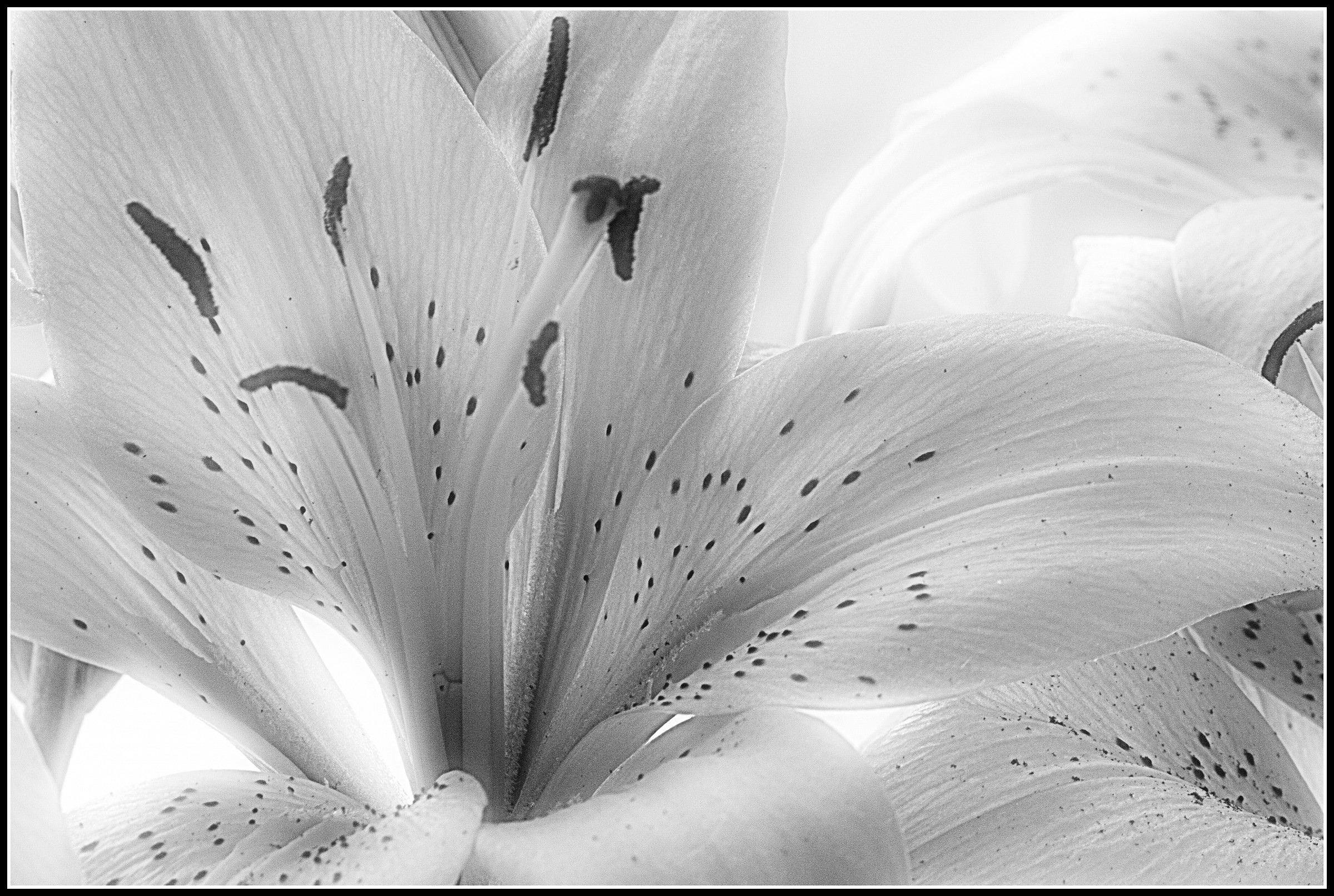 Gigli in bianco e nero