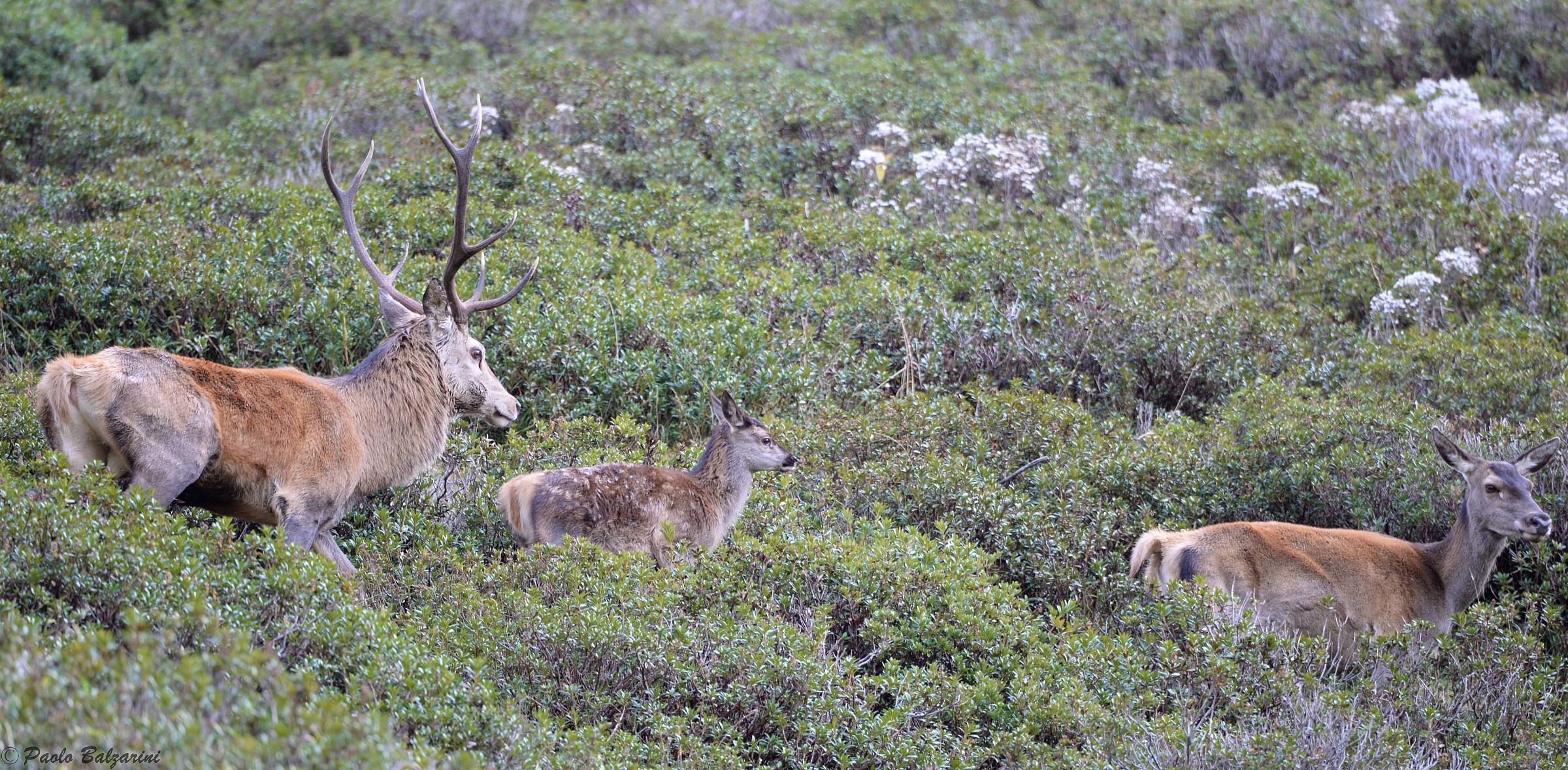 cervi parco nazionale dello stelvio